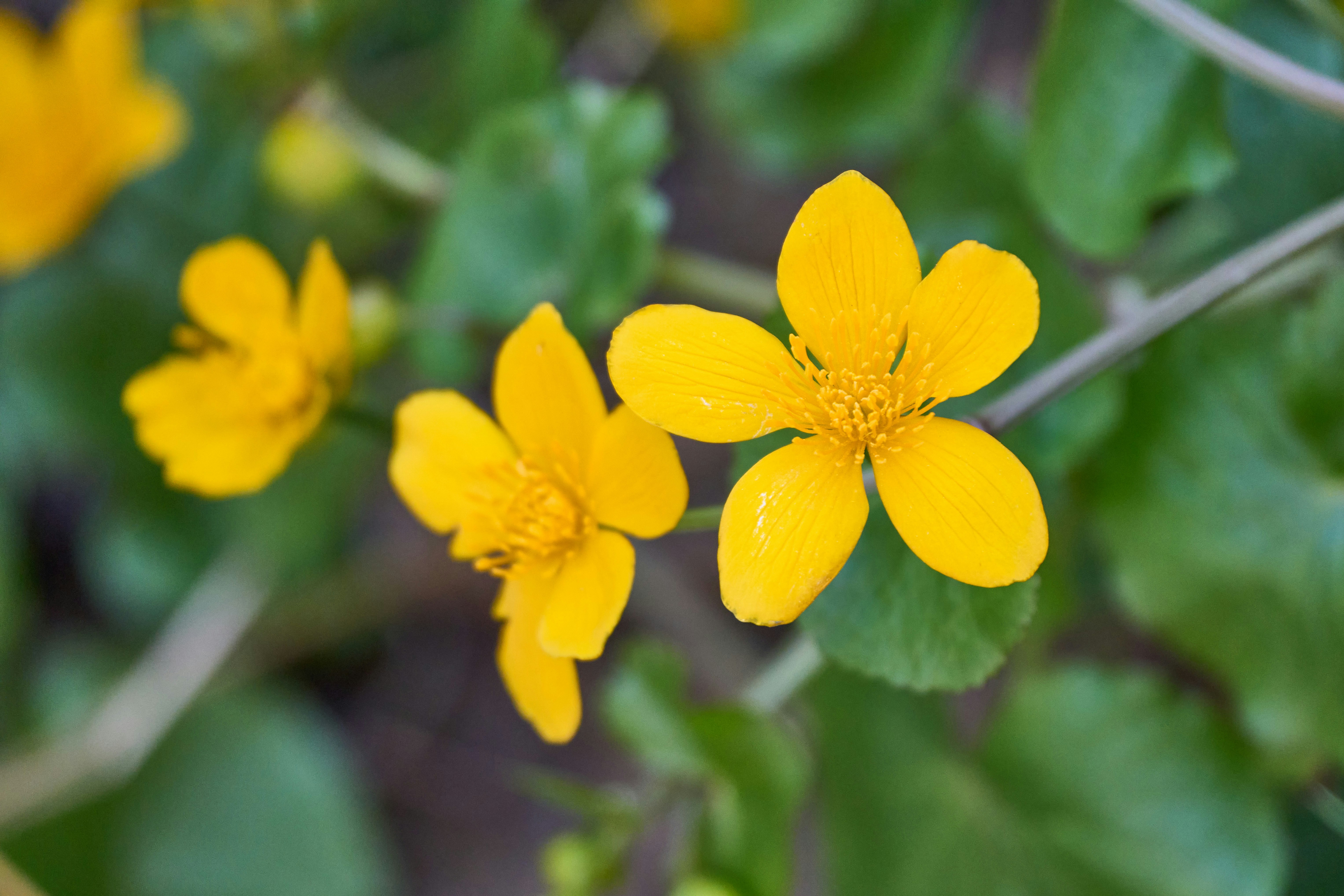 Photo by wolfgang_hasselmann