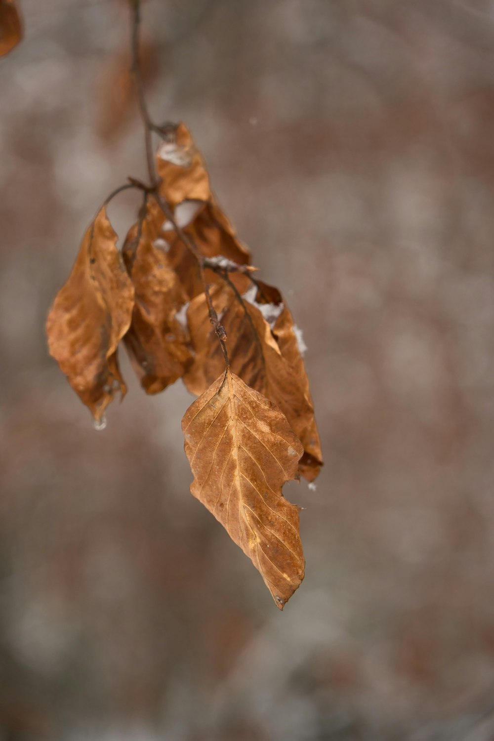 a leaf hanging from a tree branch with a blurry background