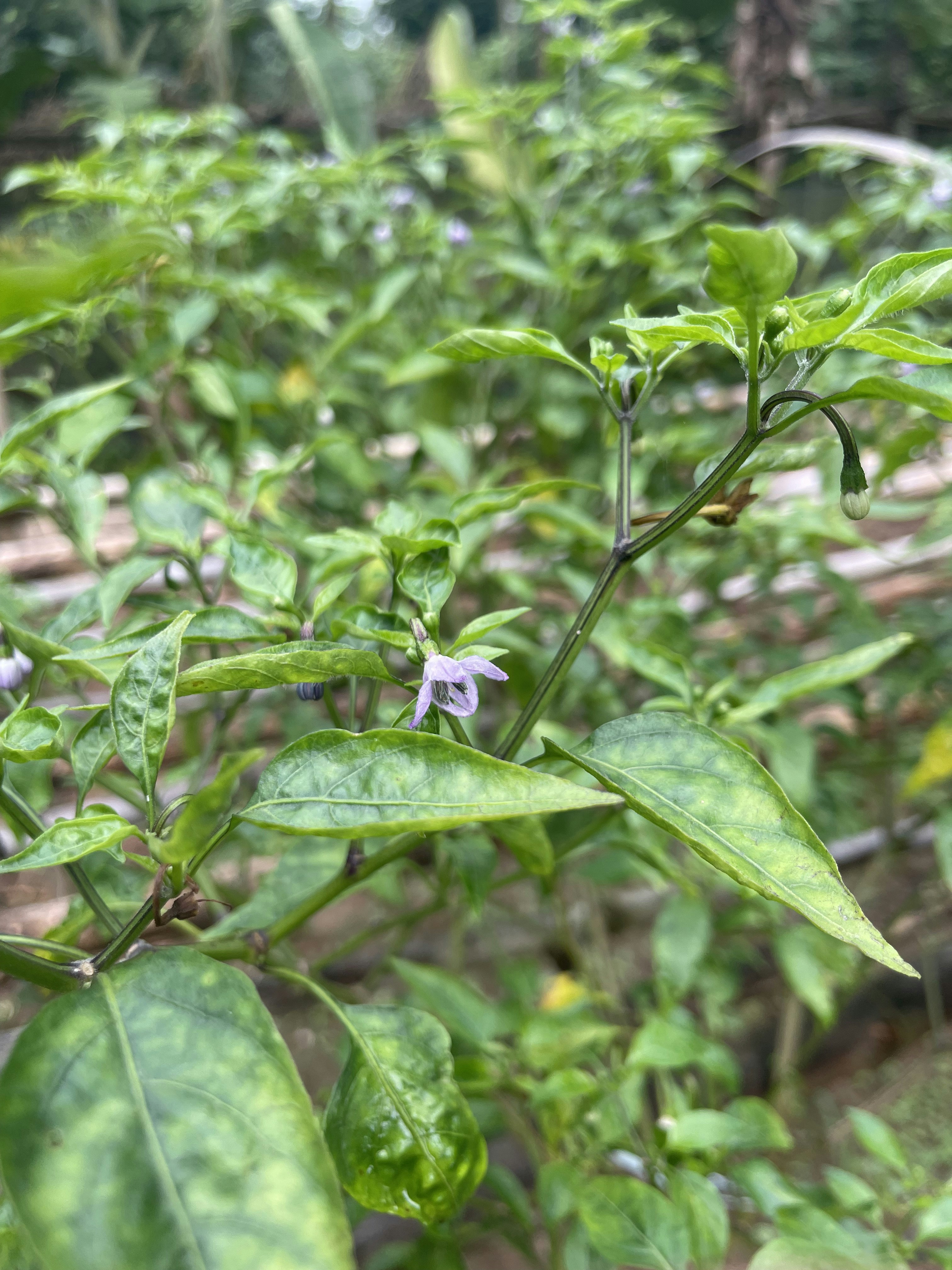 limited Drop spotlight: Strain lineage, terpene signature and lab verified THCA potency