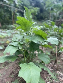 a close up of a plant in a field