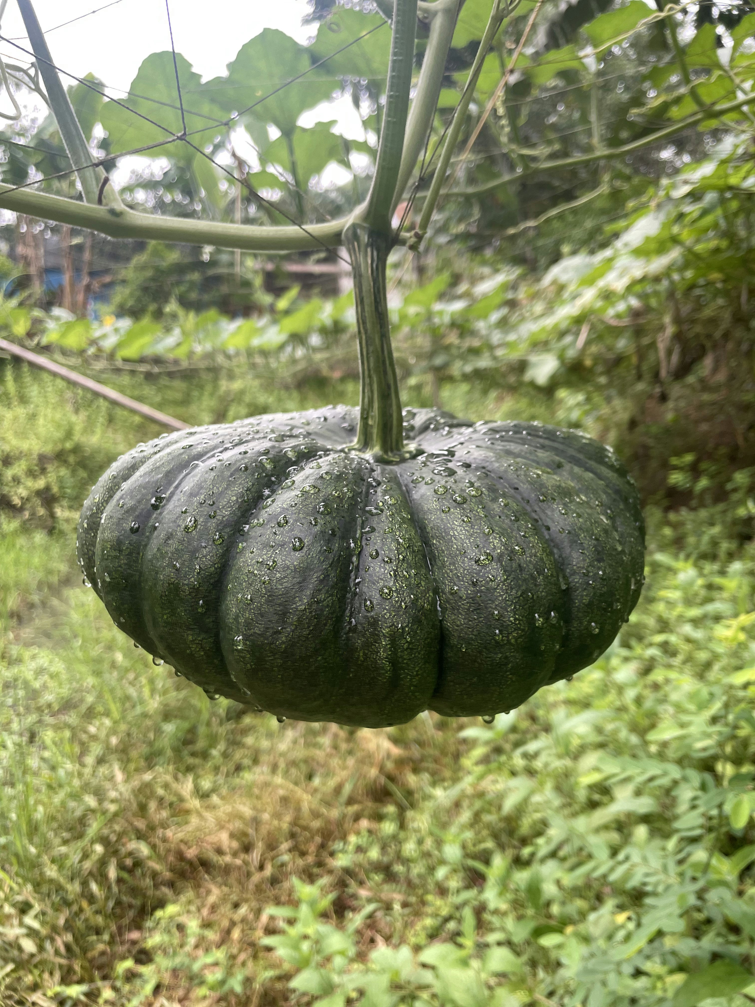 a green pumpkin hanging from a vine in a garden