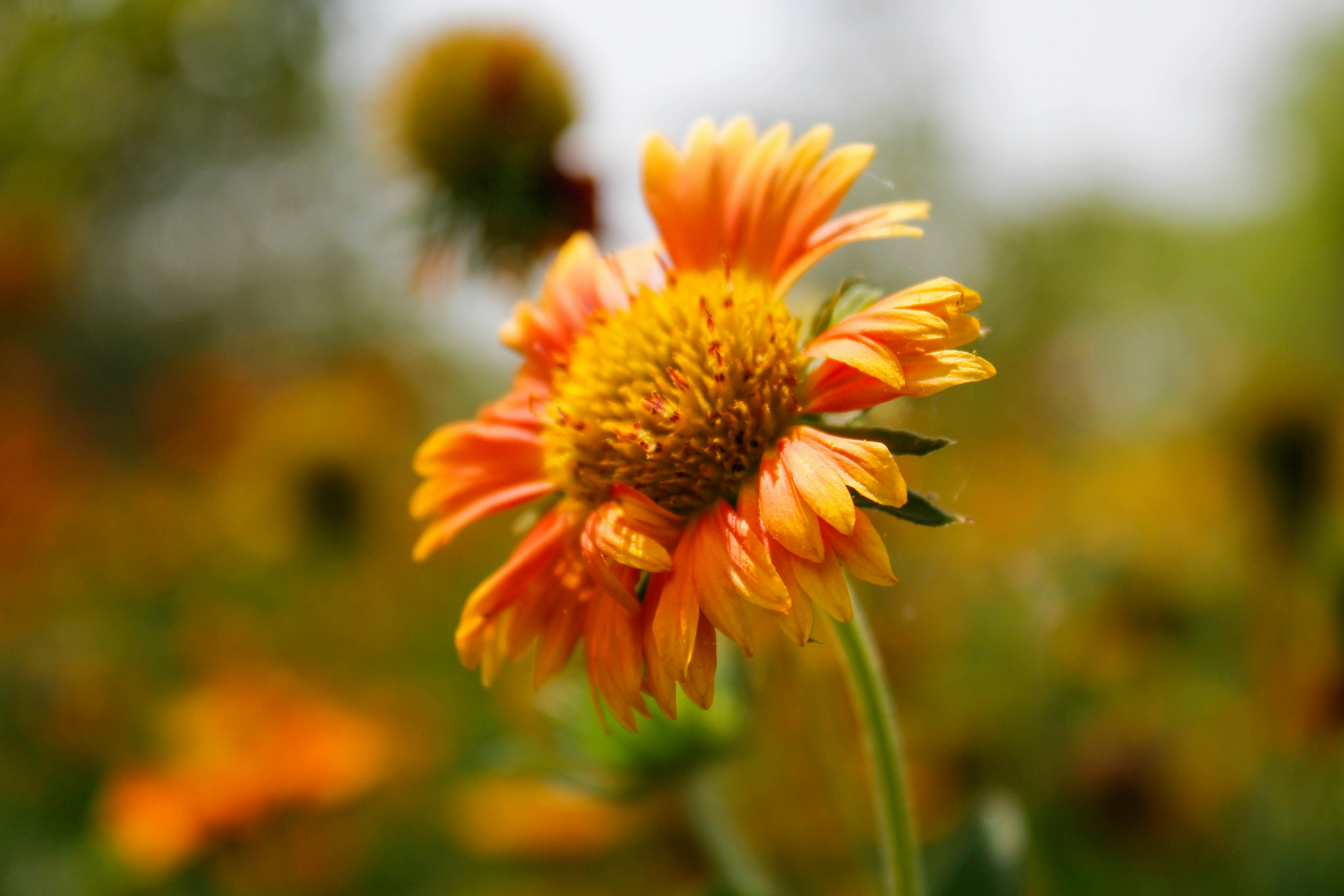 Photo by karanbeniwal