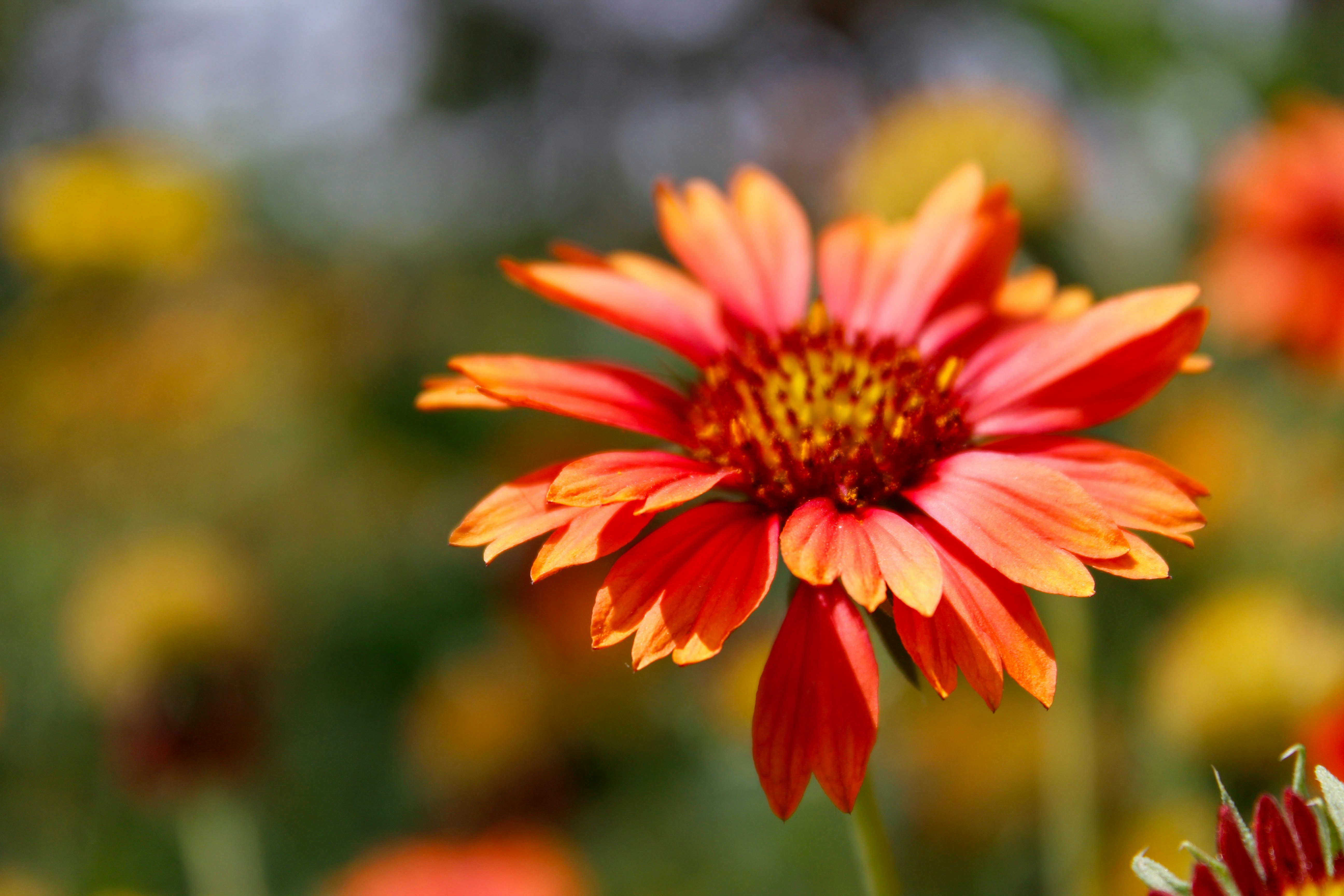 Photo by karanbeniwal