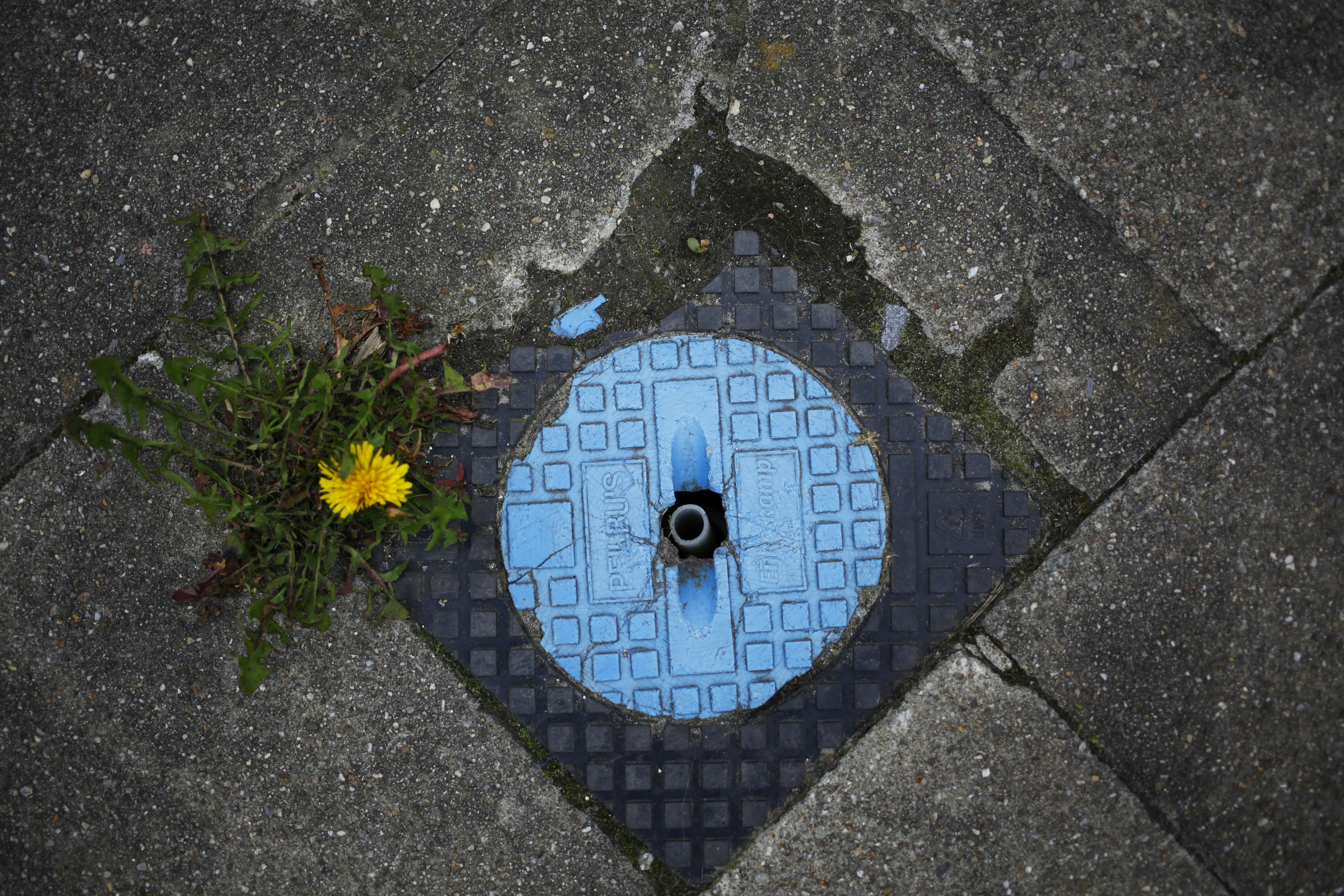 a blue manhole cover with a yellow flower in it