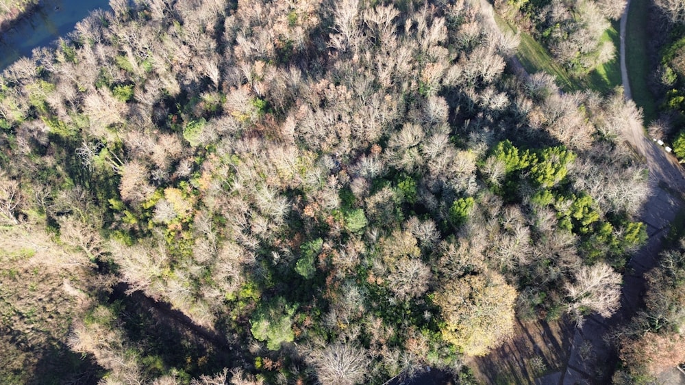 an aerial view of a forest with lots of trees
