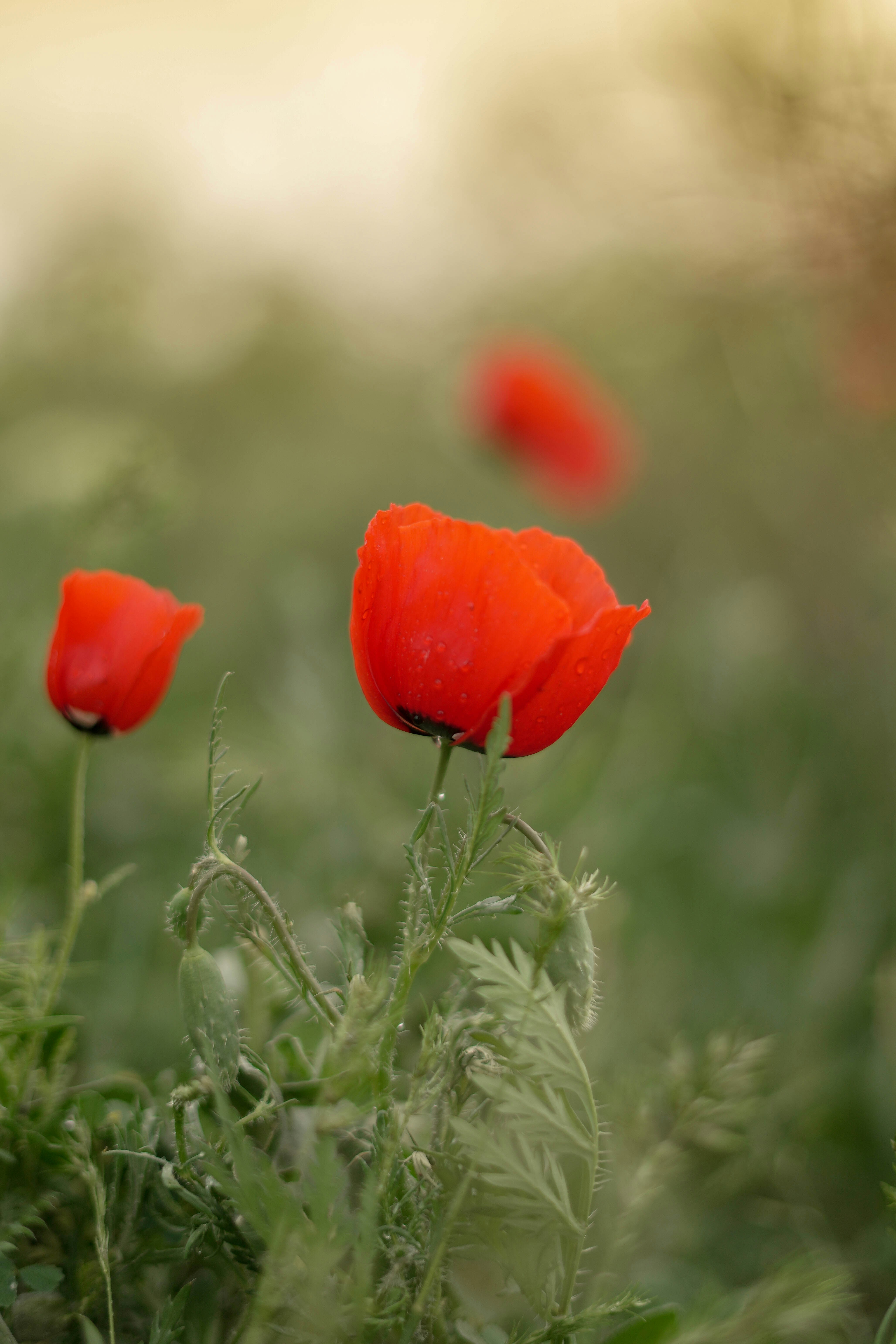 Photo by rezanoori_net