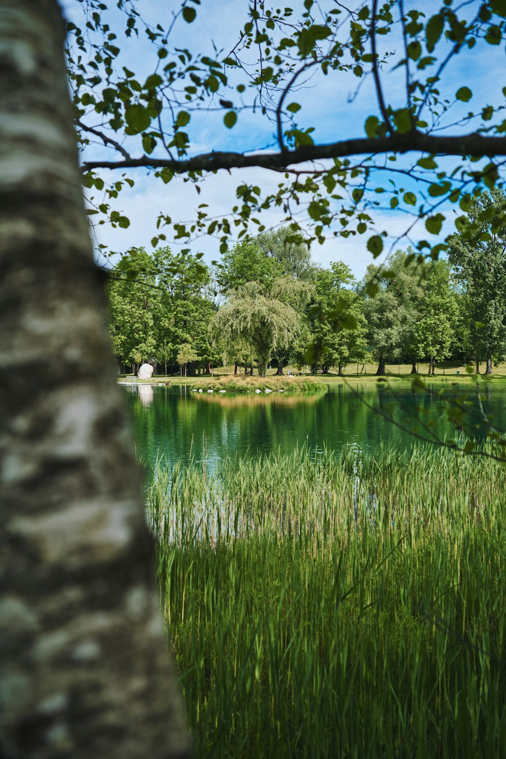 a lake surrounded by tall grass and trees