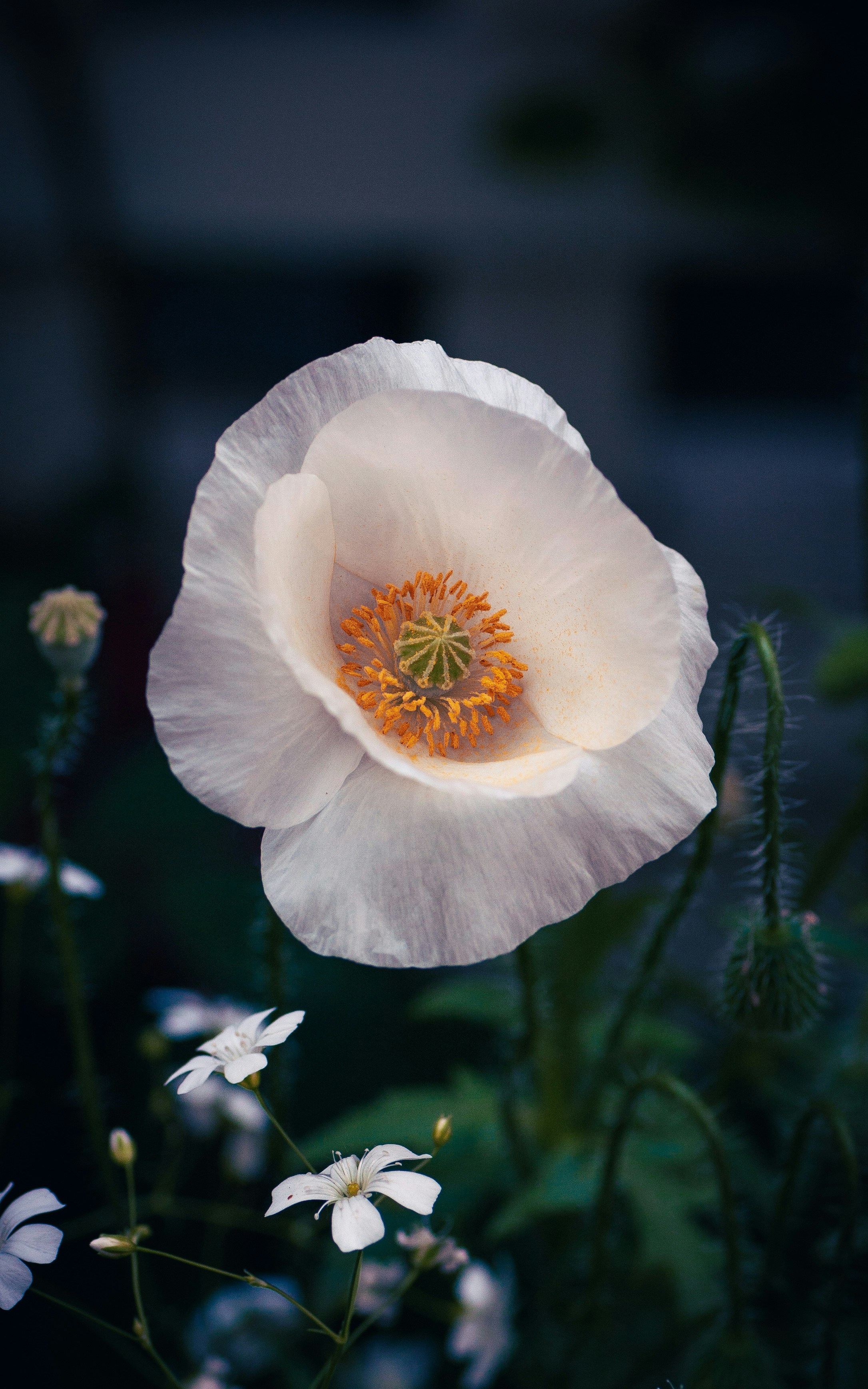 白い花に囲まれた黄色の中心を持つ白い花