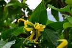 a close up of a yellow flower on a tree