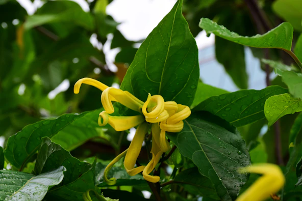 a close up of a yellow flower on a tree