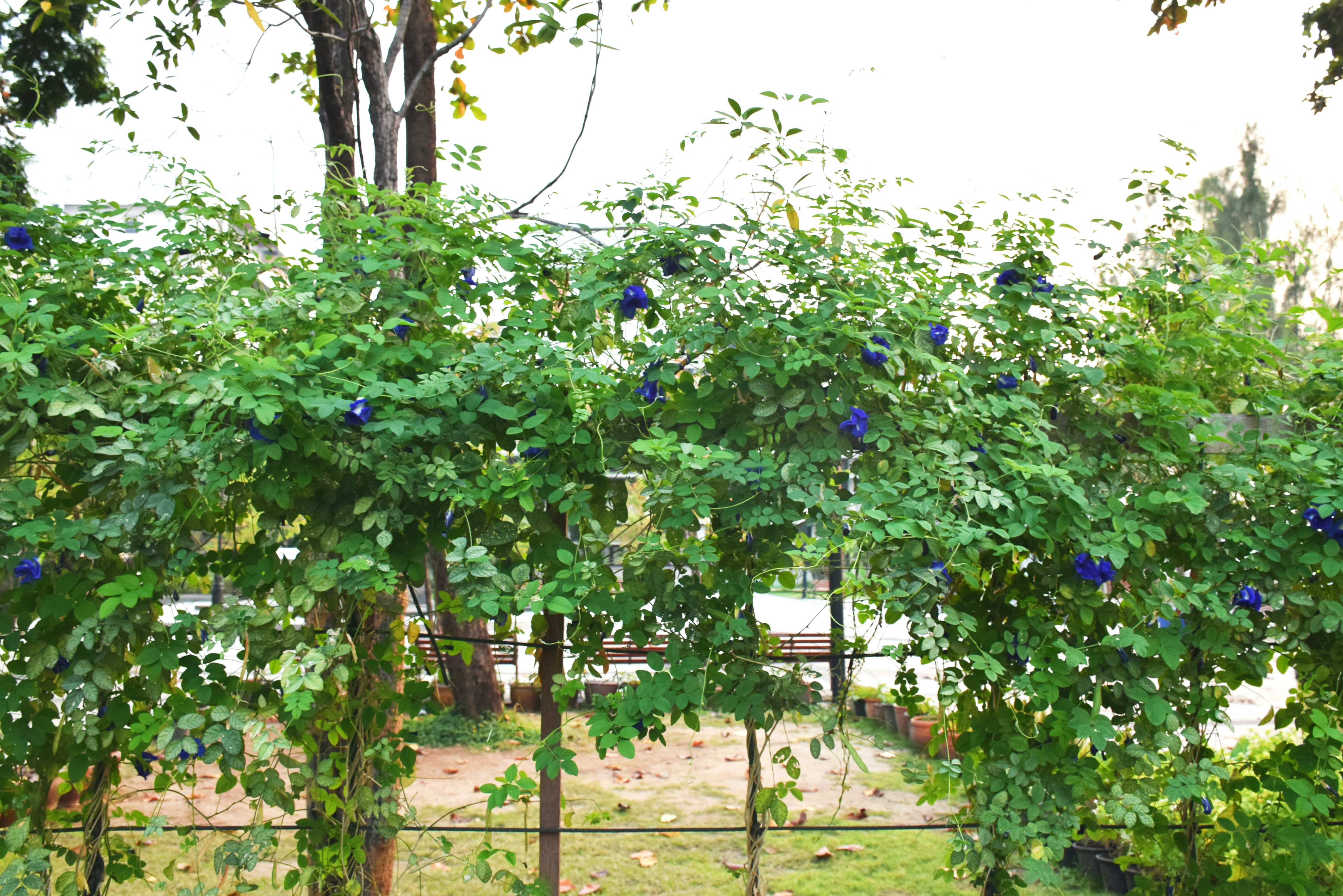 a fence with a bunch of blue flowers on it