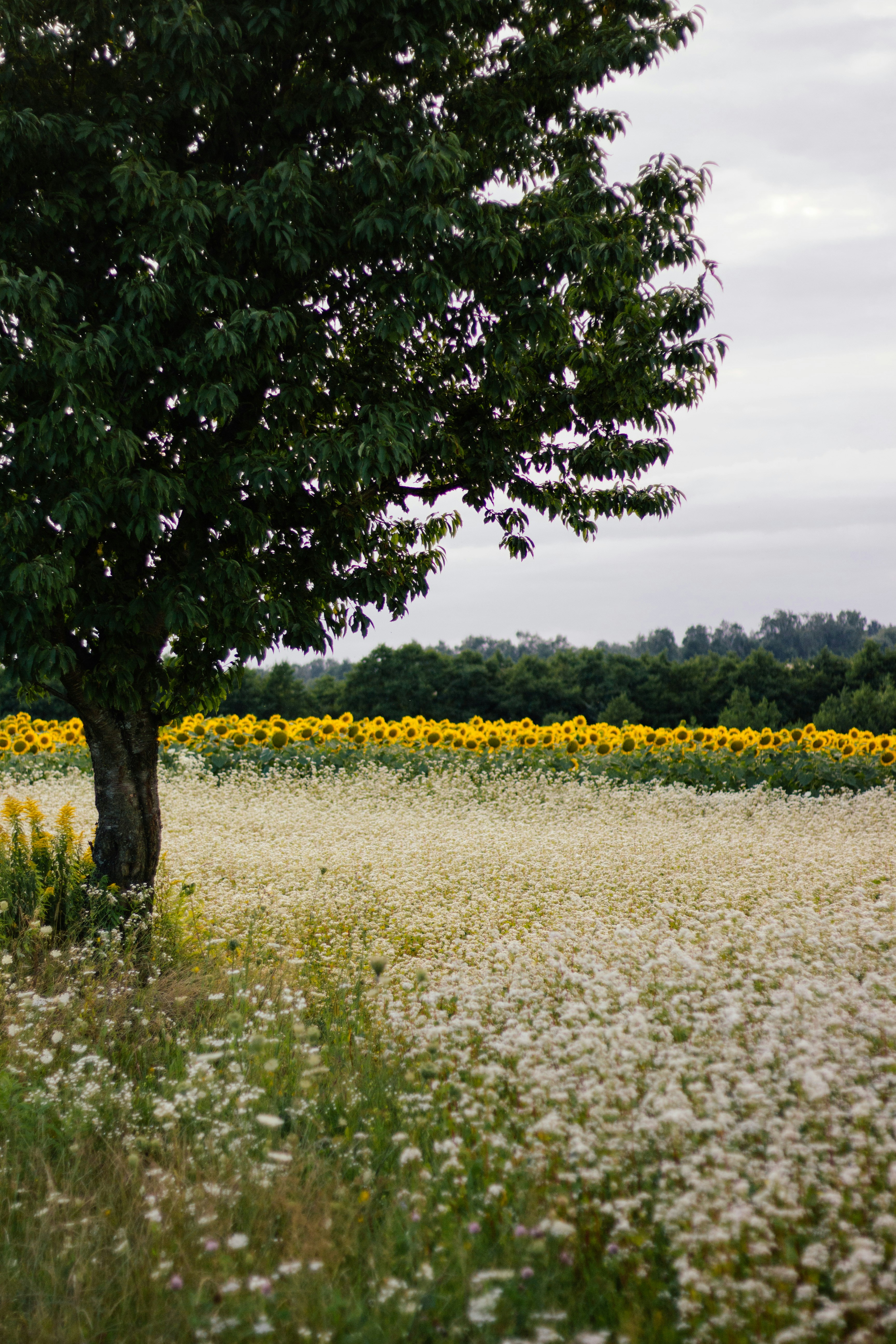 ein Blumenfeld und ein Baum in der Ferne