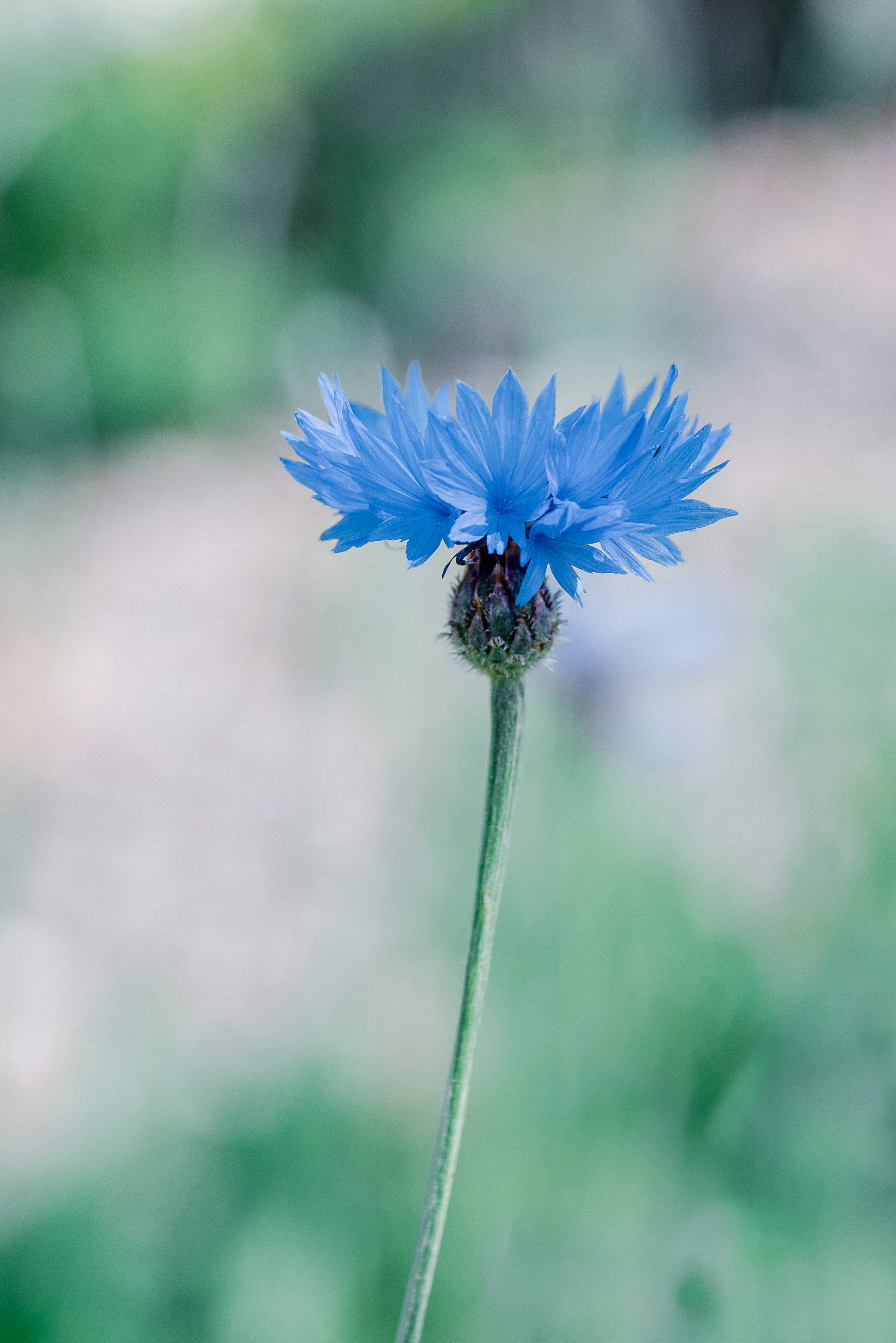 a blue flower with a blurry background