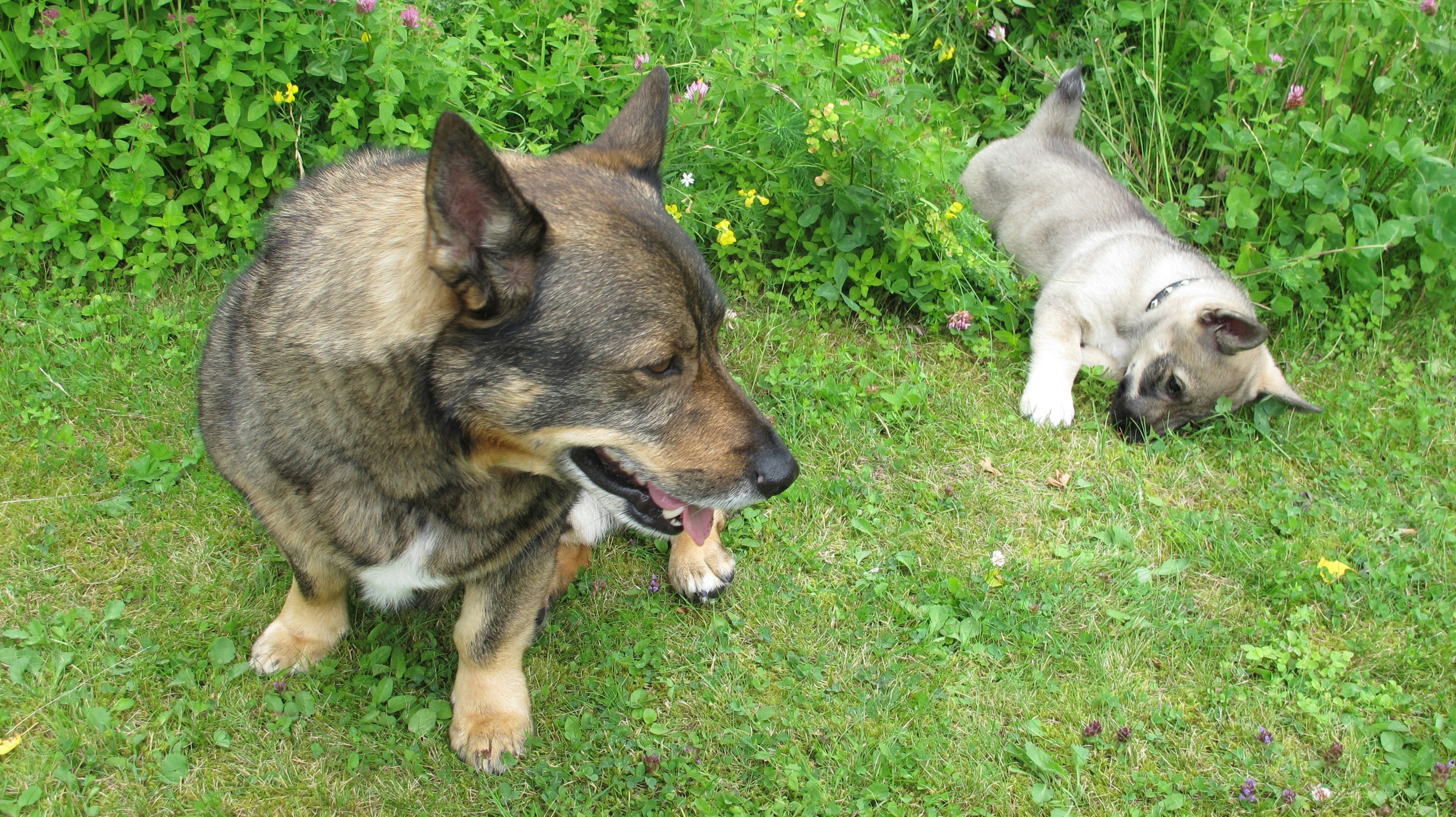 Akvinas a Aristoteles o duši: Porovnanie pohľadov