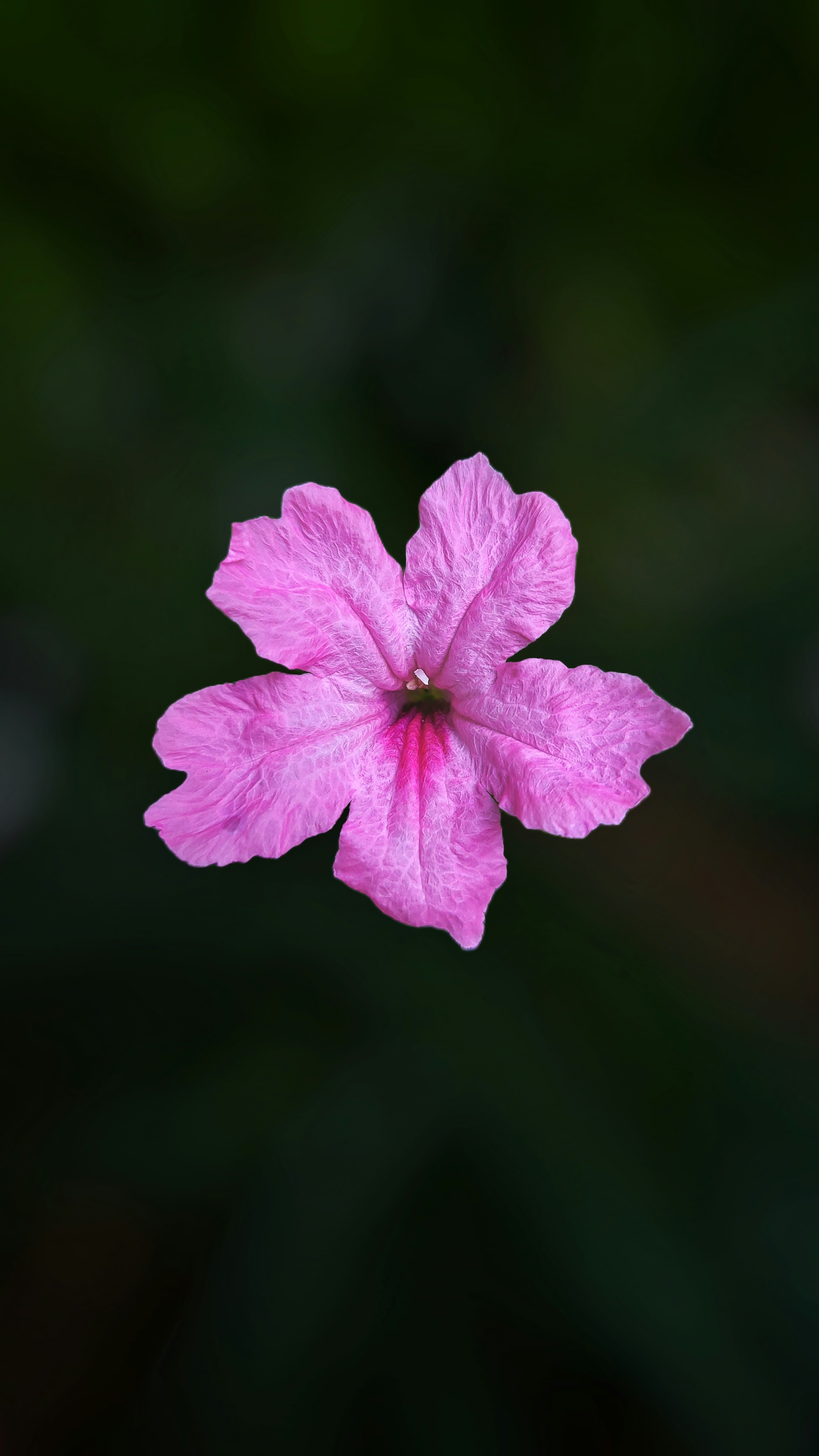 a pink flower with a green background