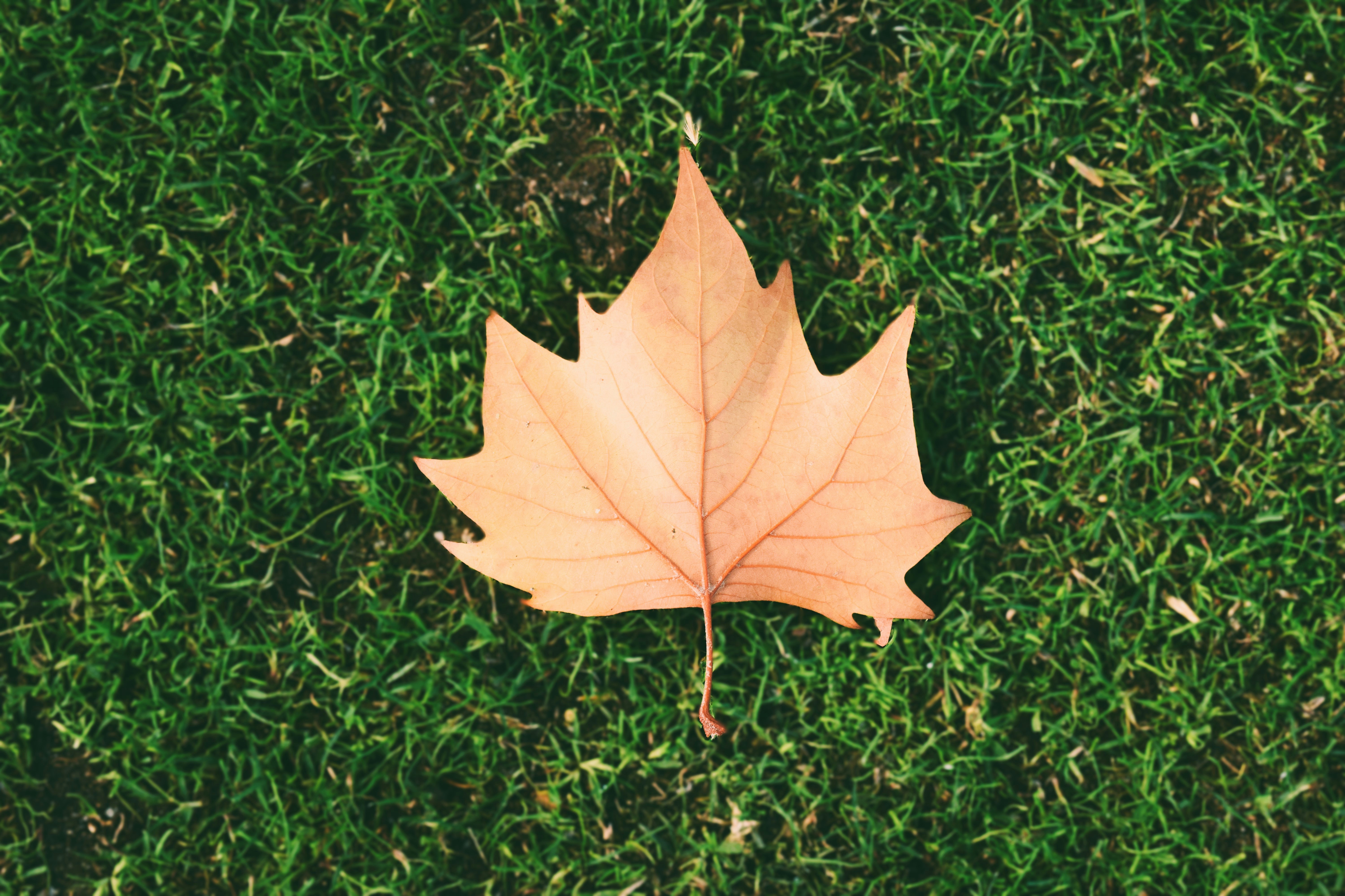 Larras Lee, New South Wales