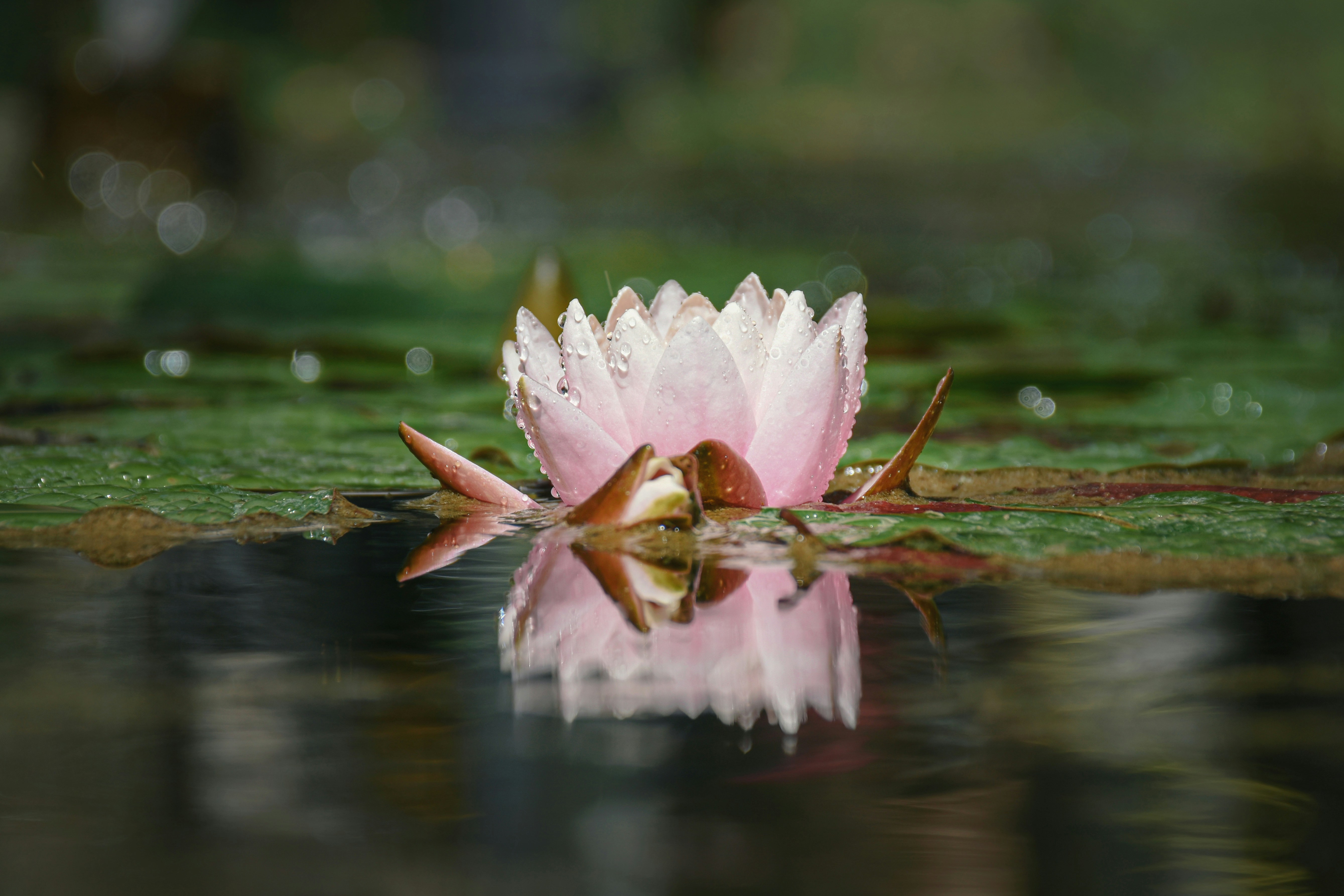 Lotus flower