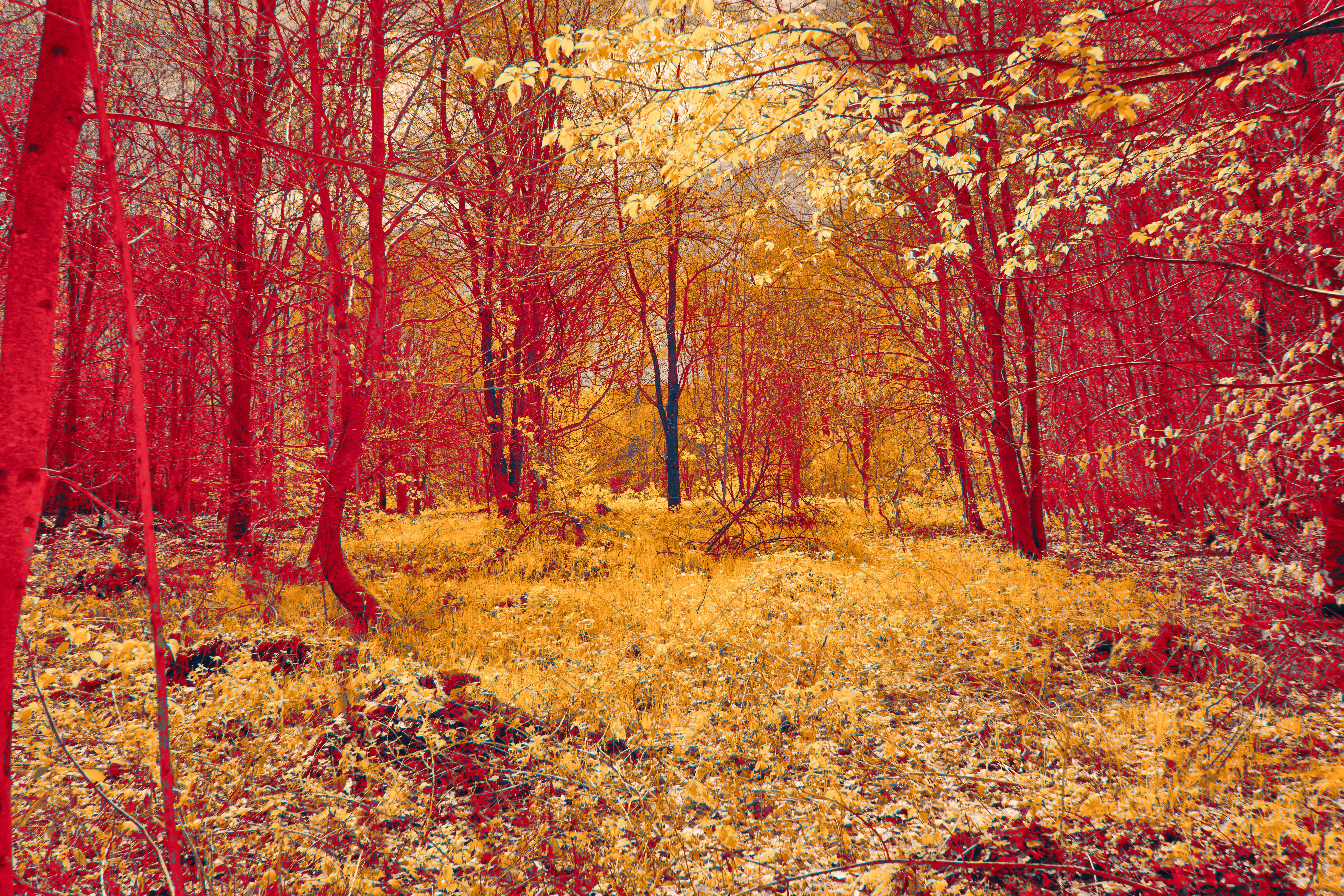 Photo by wolfgang_hasselmann