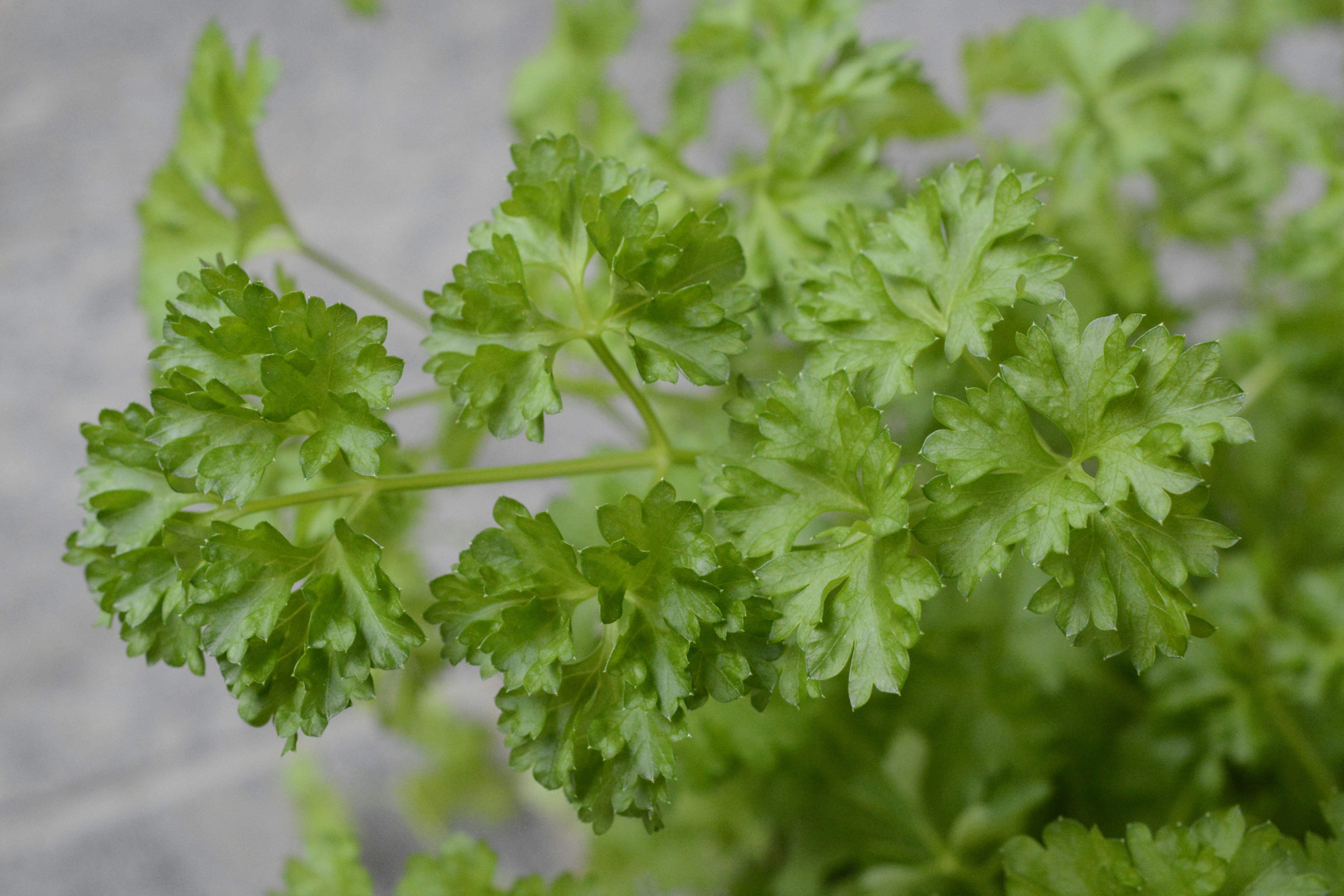 Image of user's plant or flower