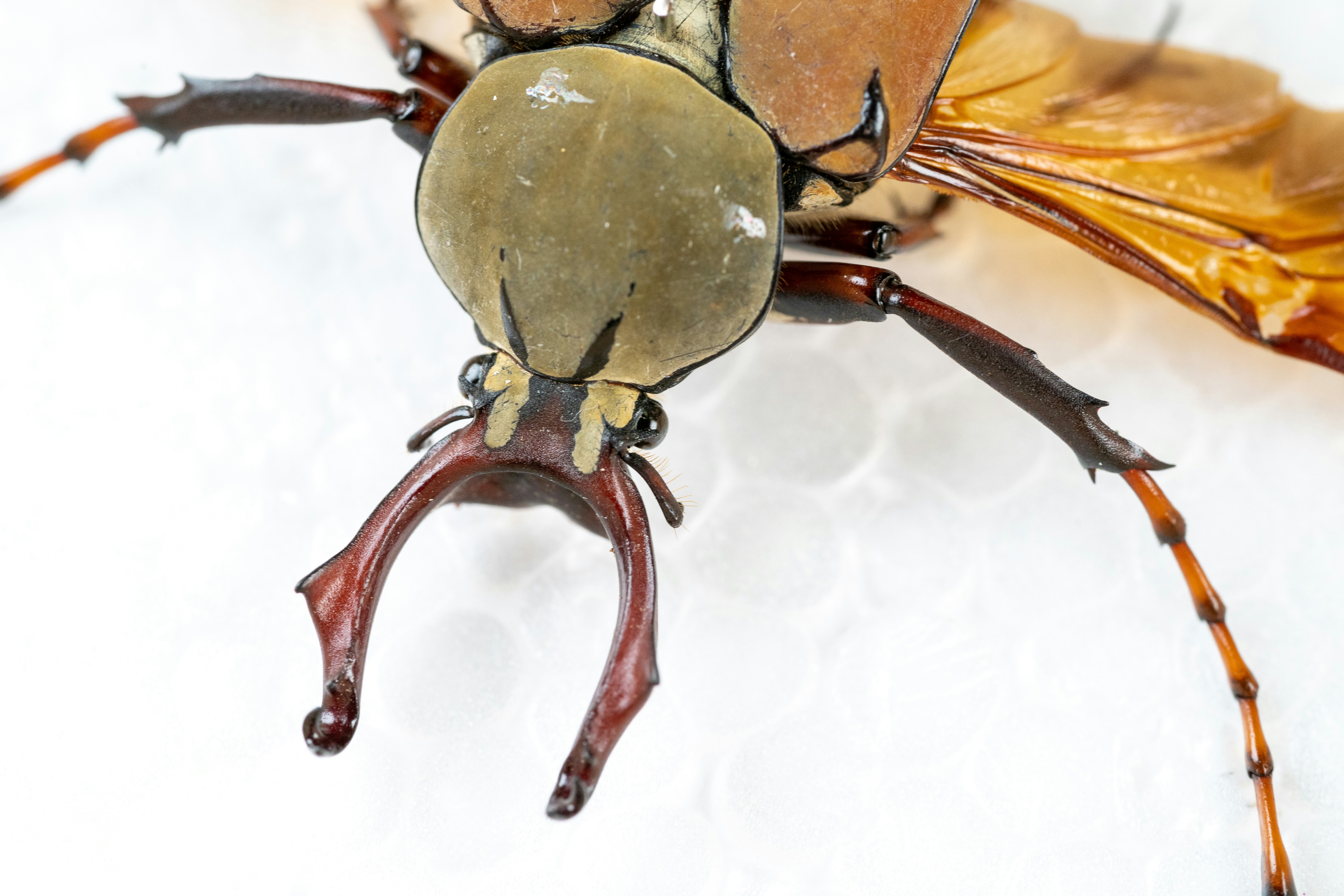 a close up of a bug on a white surface
