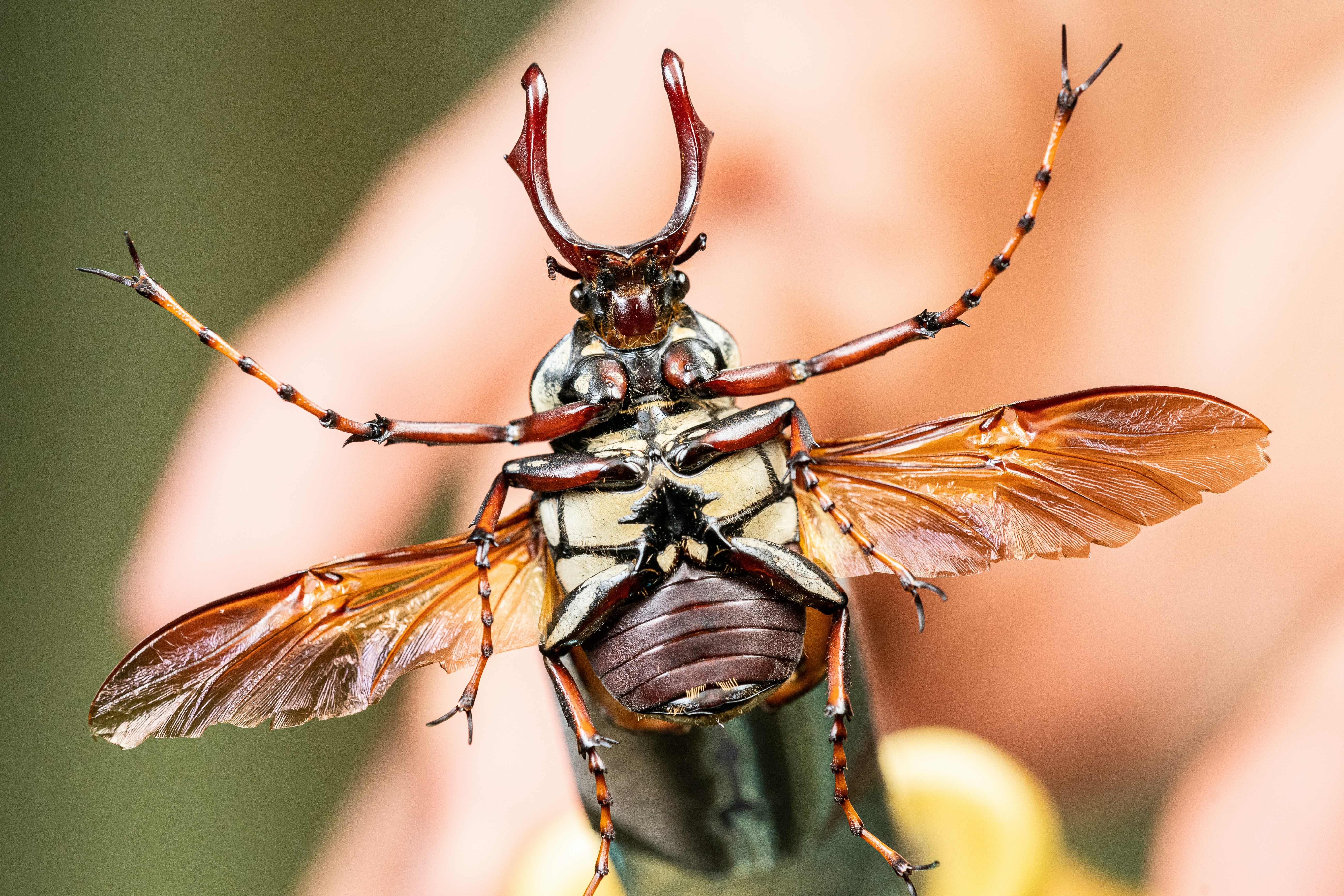 a close up of a bug on a person's hand