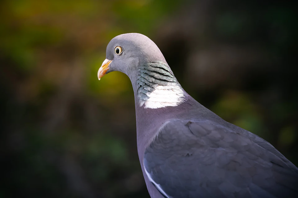Single gray pigeon with white chest markings faces to the right side of frame