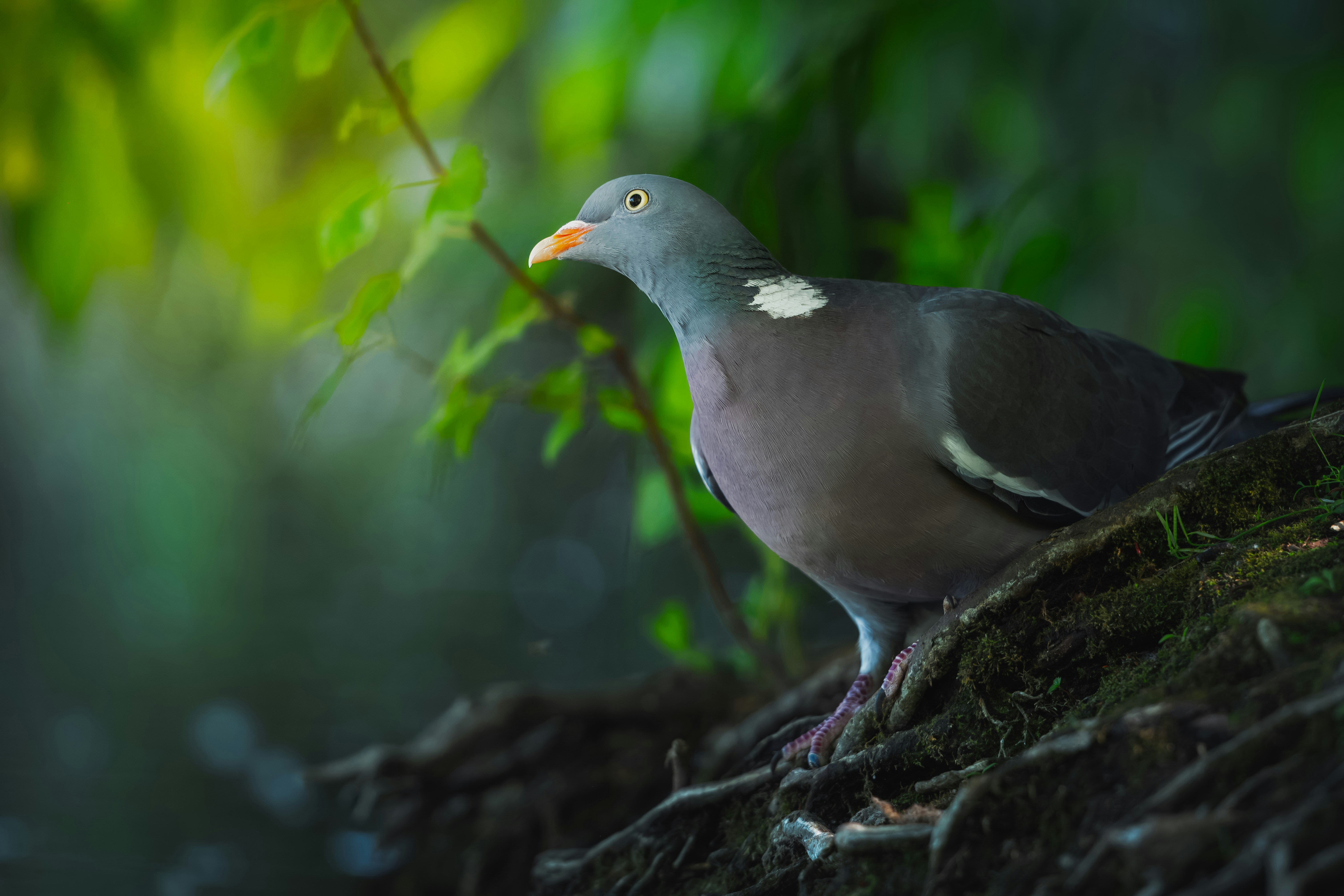 鳥が木の枝にとまっていますの写真 – Unsplashの動物の無料画像