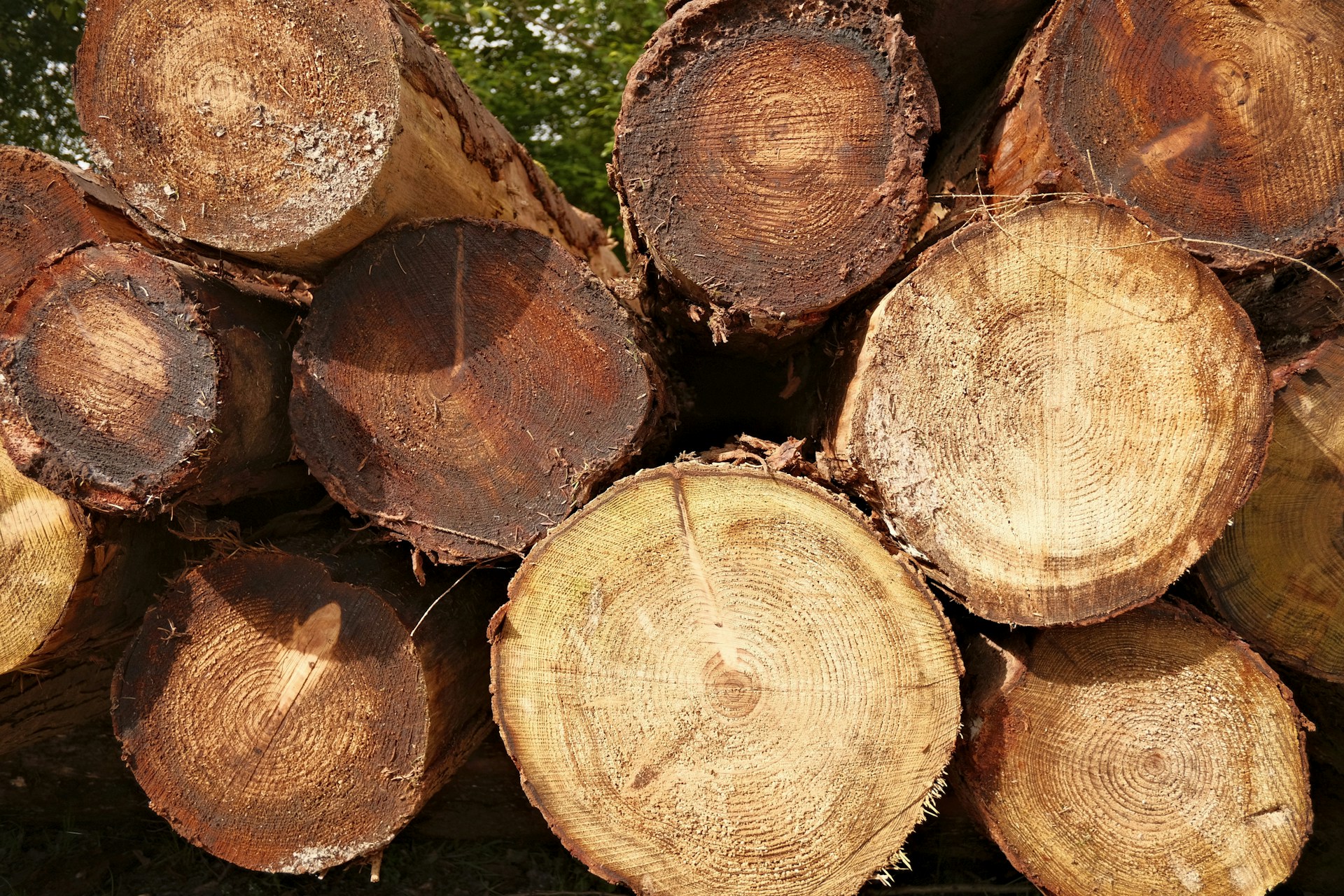 a pile of cut logs sitting next to each other