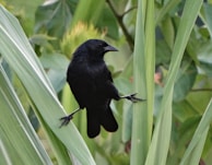 a black bird sitting on top of a green plant