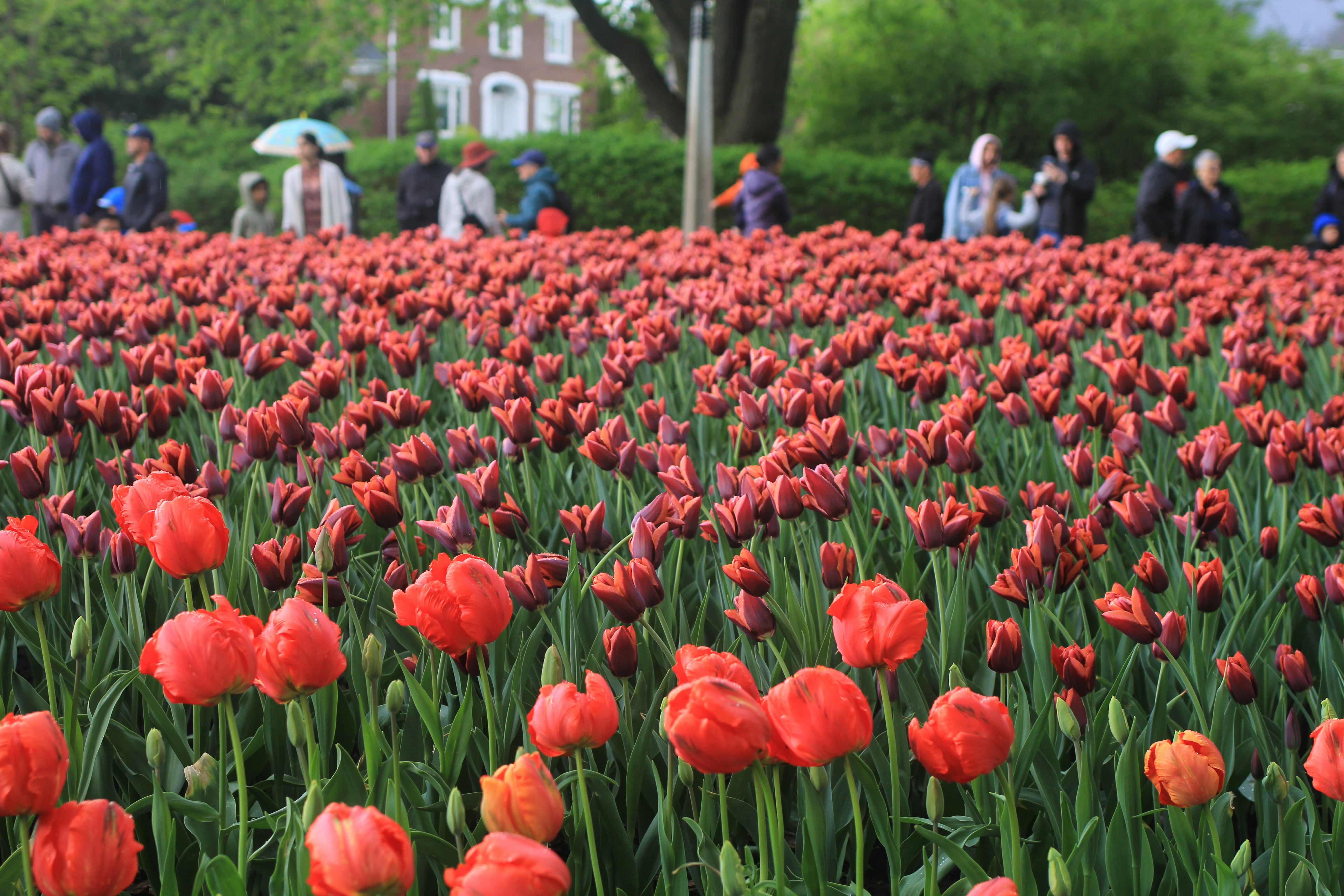 a field of red tulips with people in the background