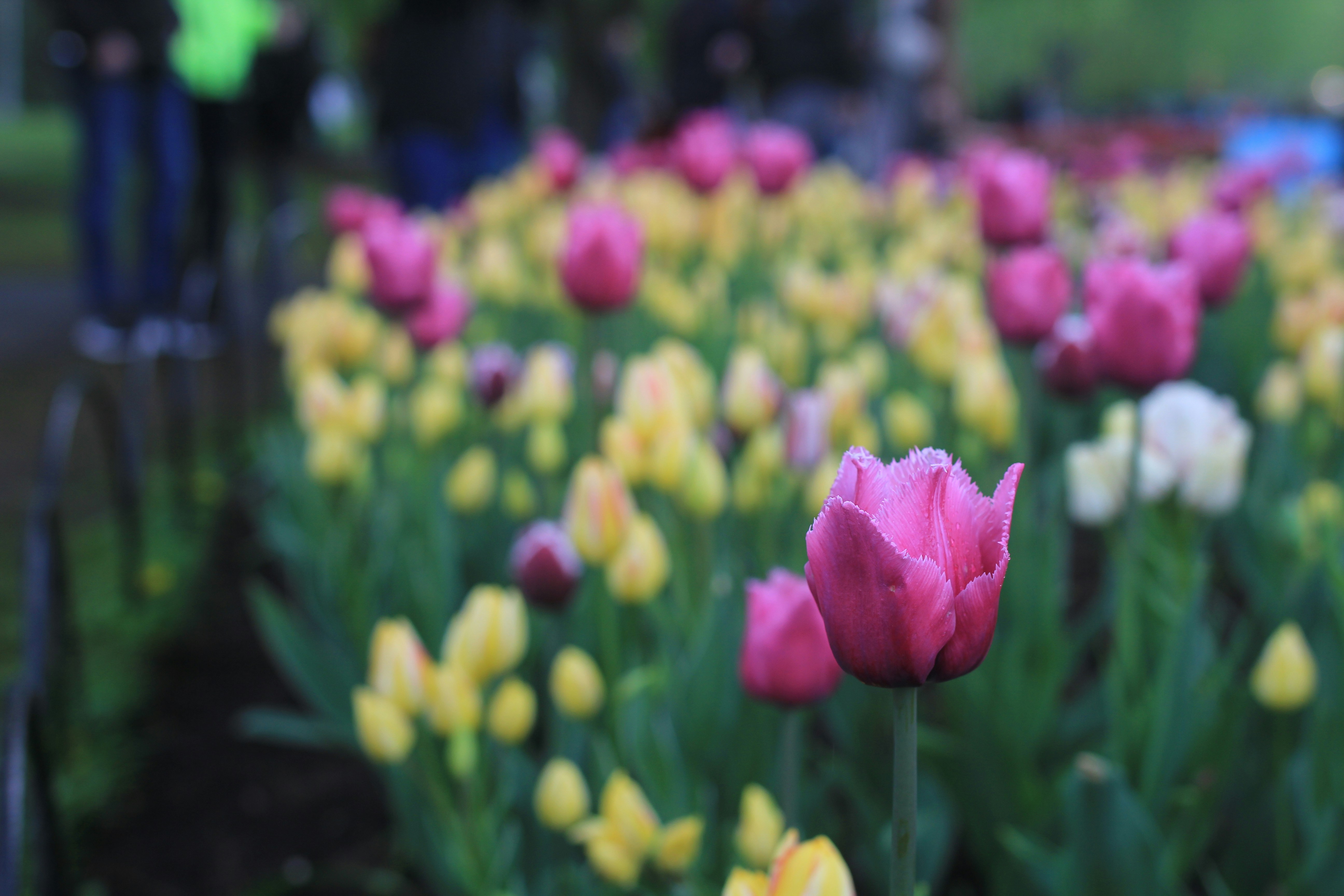a field full of pink and yellow tulips