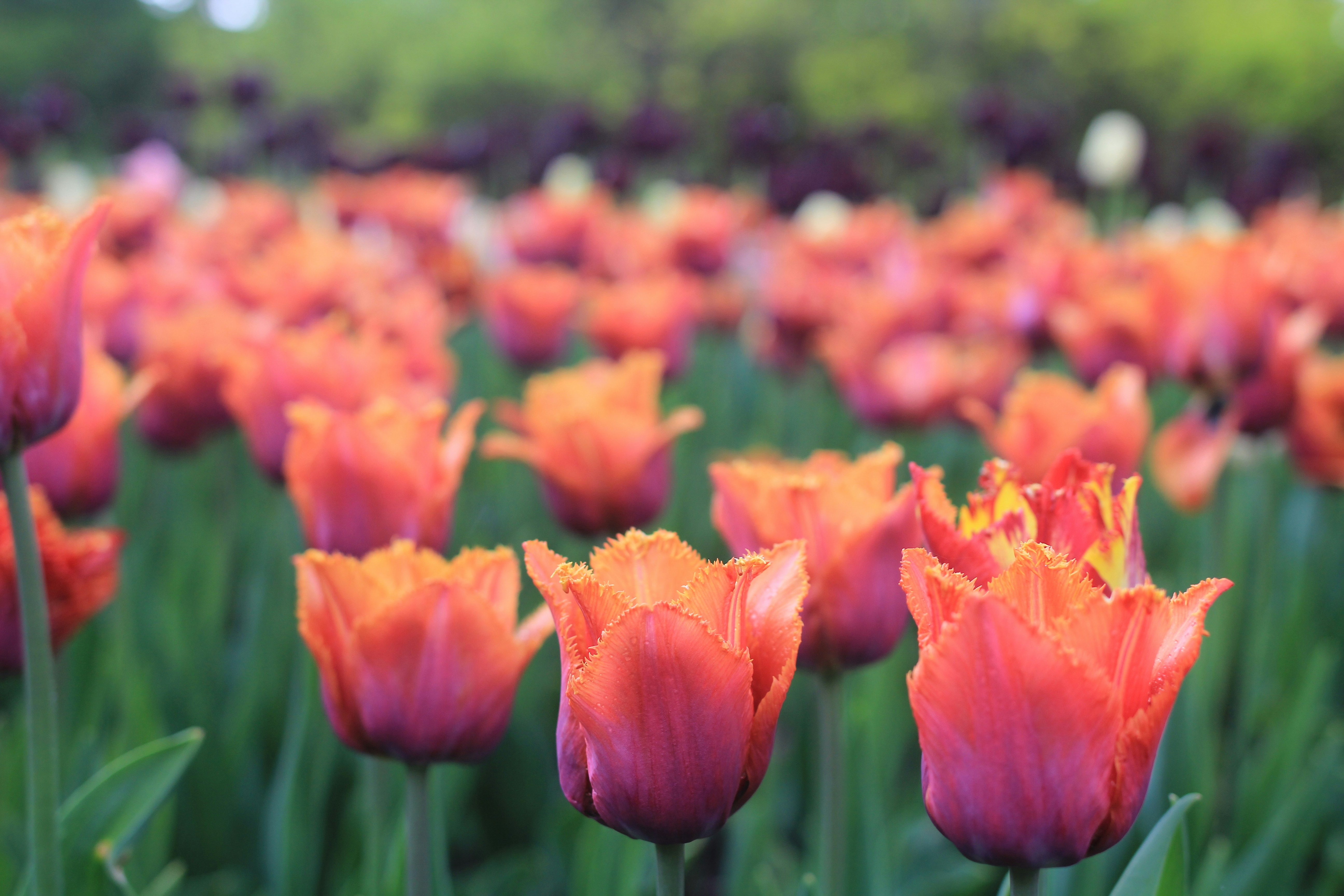 a field full of red and orange tulips