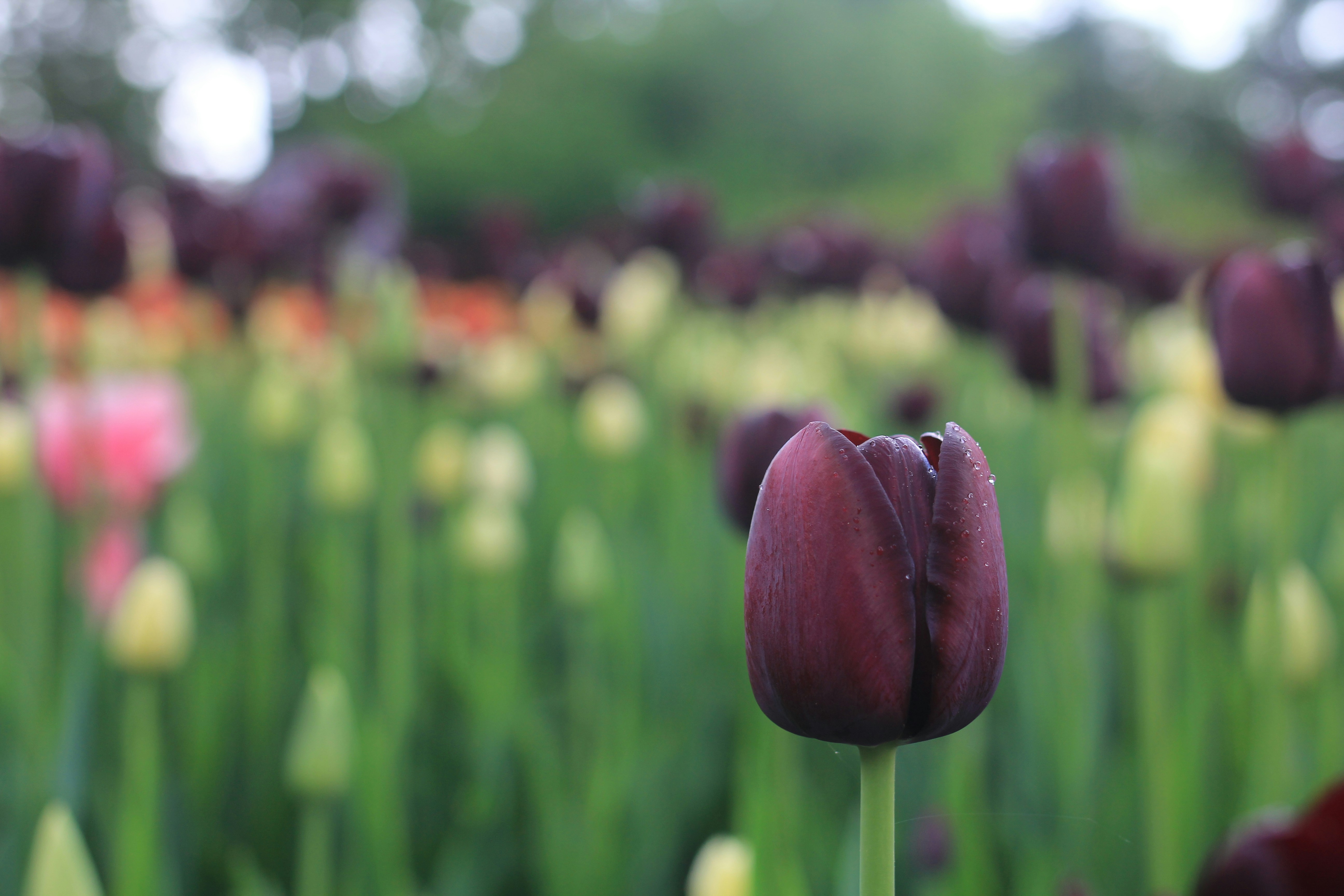 a field full of purple and yellow tulips