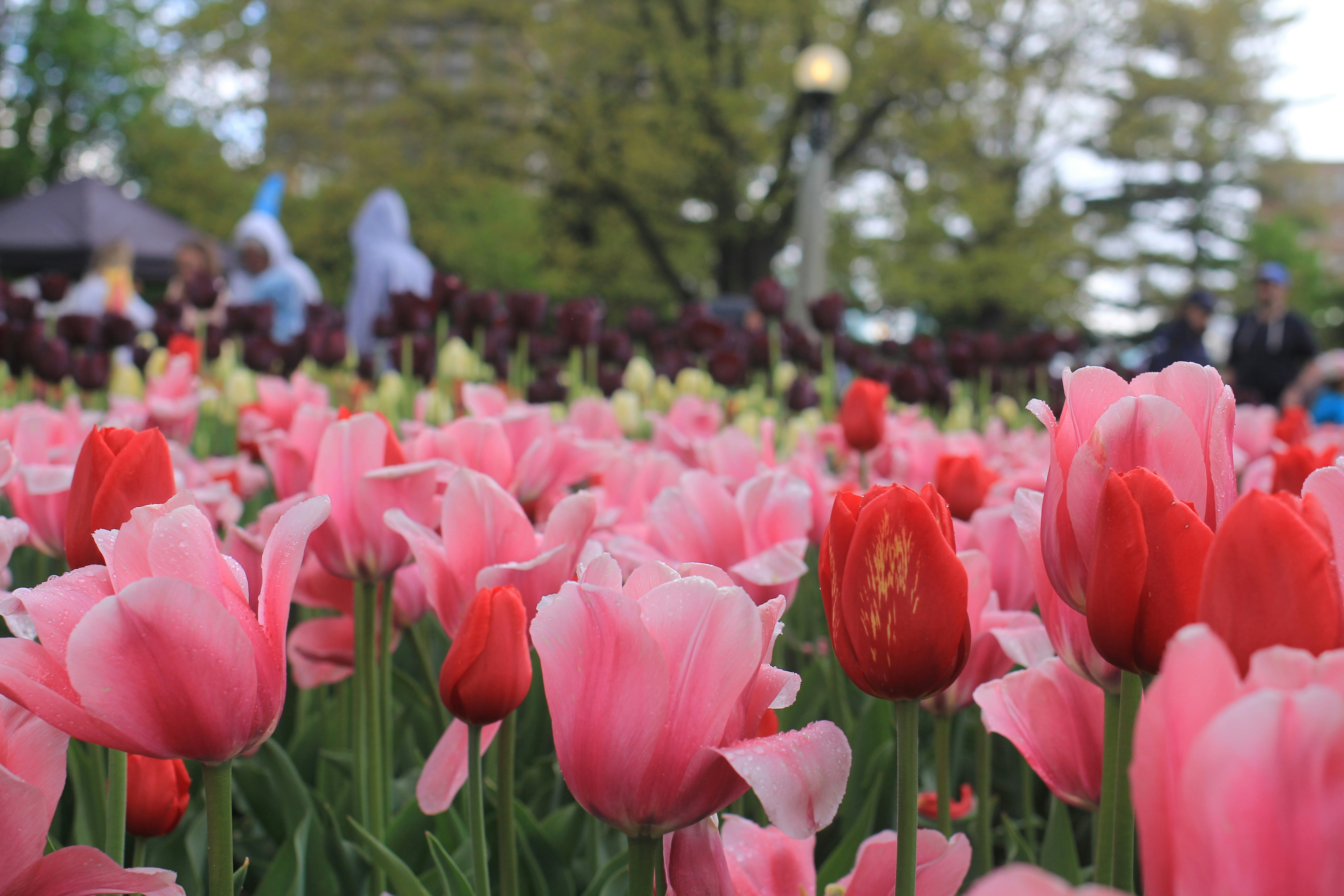 a field of pink and red tulips with people in the background