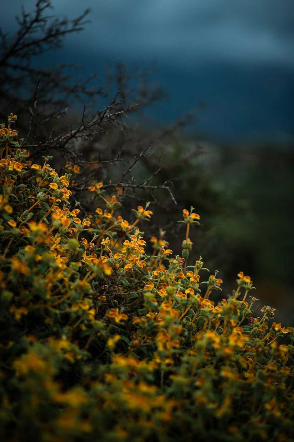 a bush with yellow flowers in the foreground and a dark sky in the background