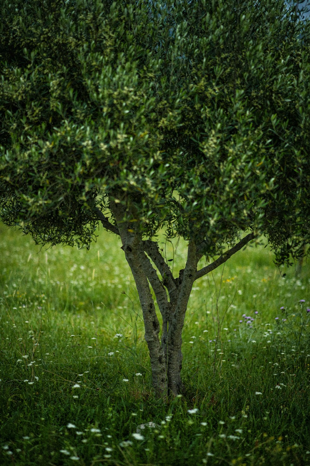 a small tree in the middle of a grassy field
