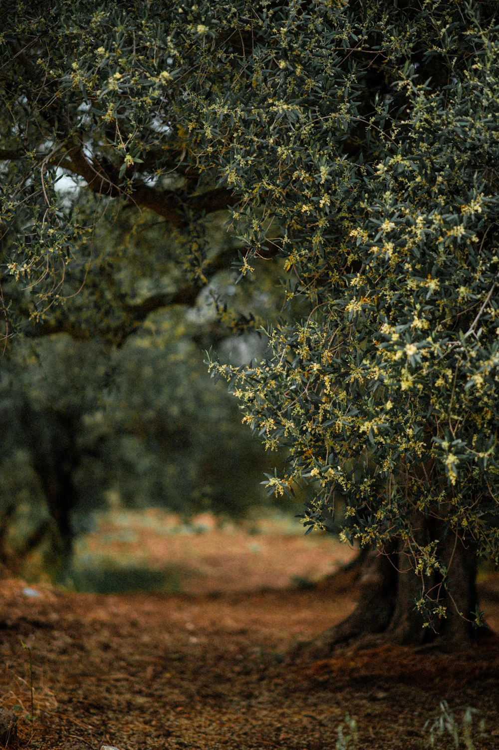 Marco Belfiore standing in his olive grove