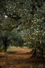 Marco Belfiore in his olive grove