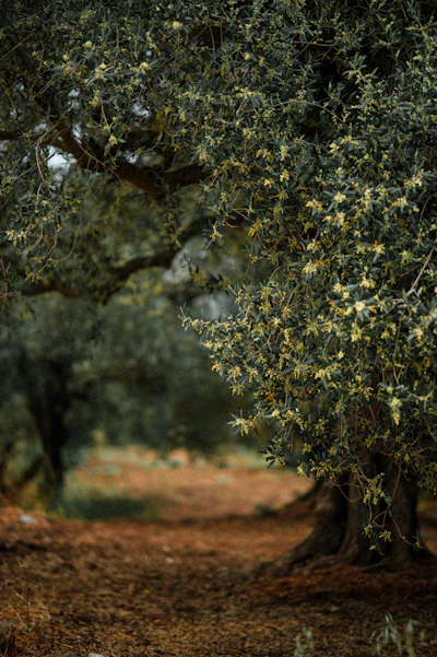 Marco Belfiore in his olive grove