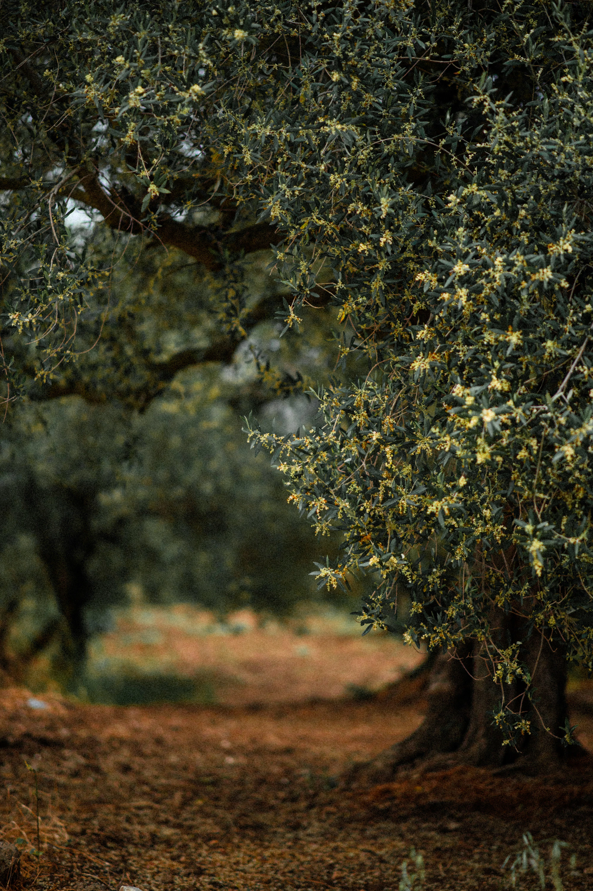 Marco Belfiore in his olive grove