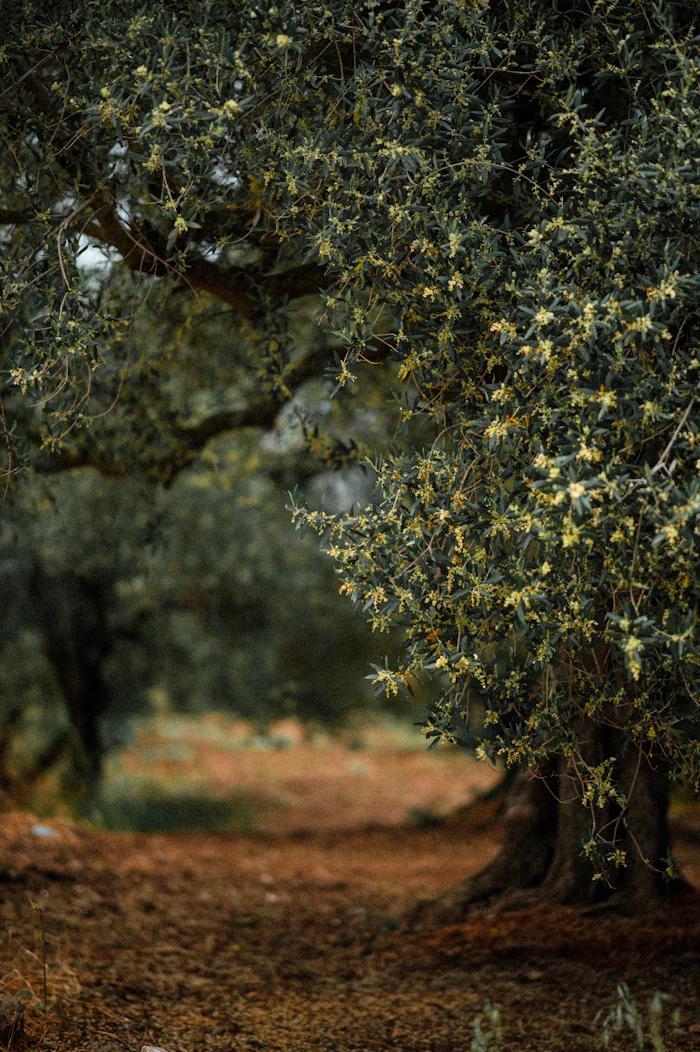 Marco Belfiore in his olive grove