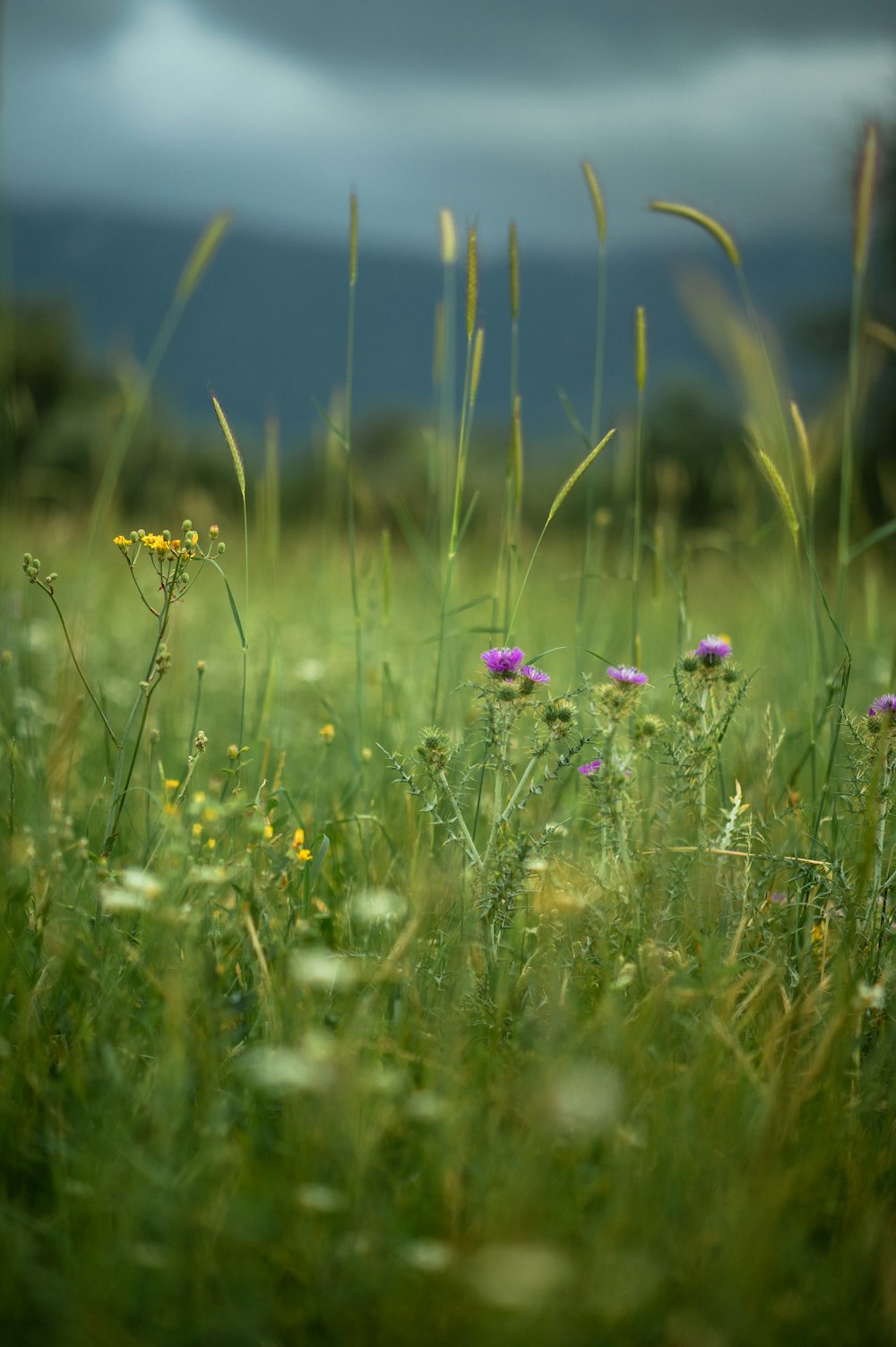 a field of grass and wildflowers under a cloudy sky