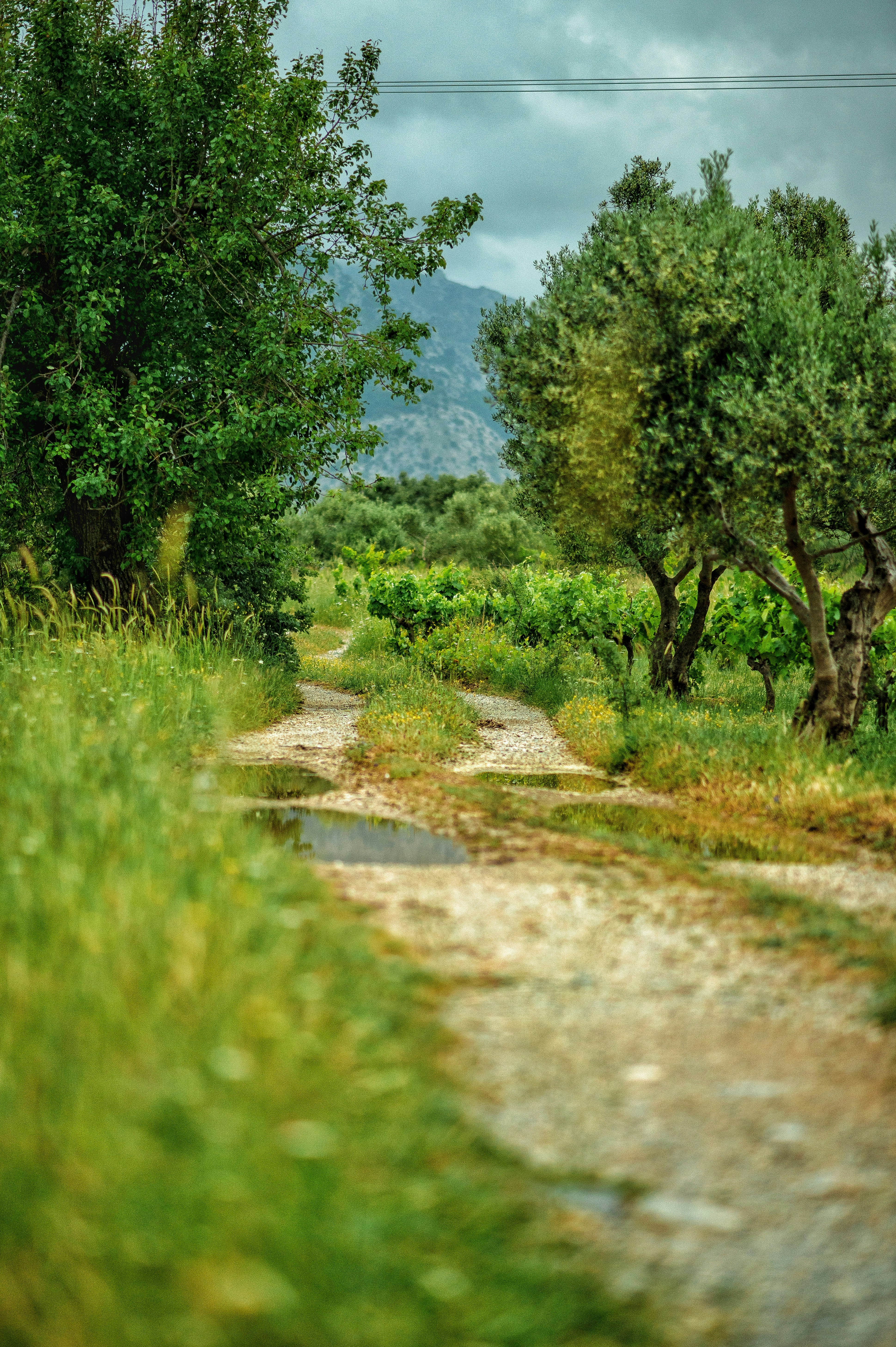 a dirt road surrounded by trees and grass
