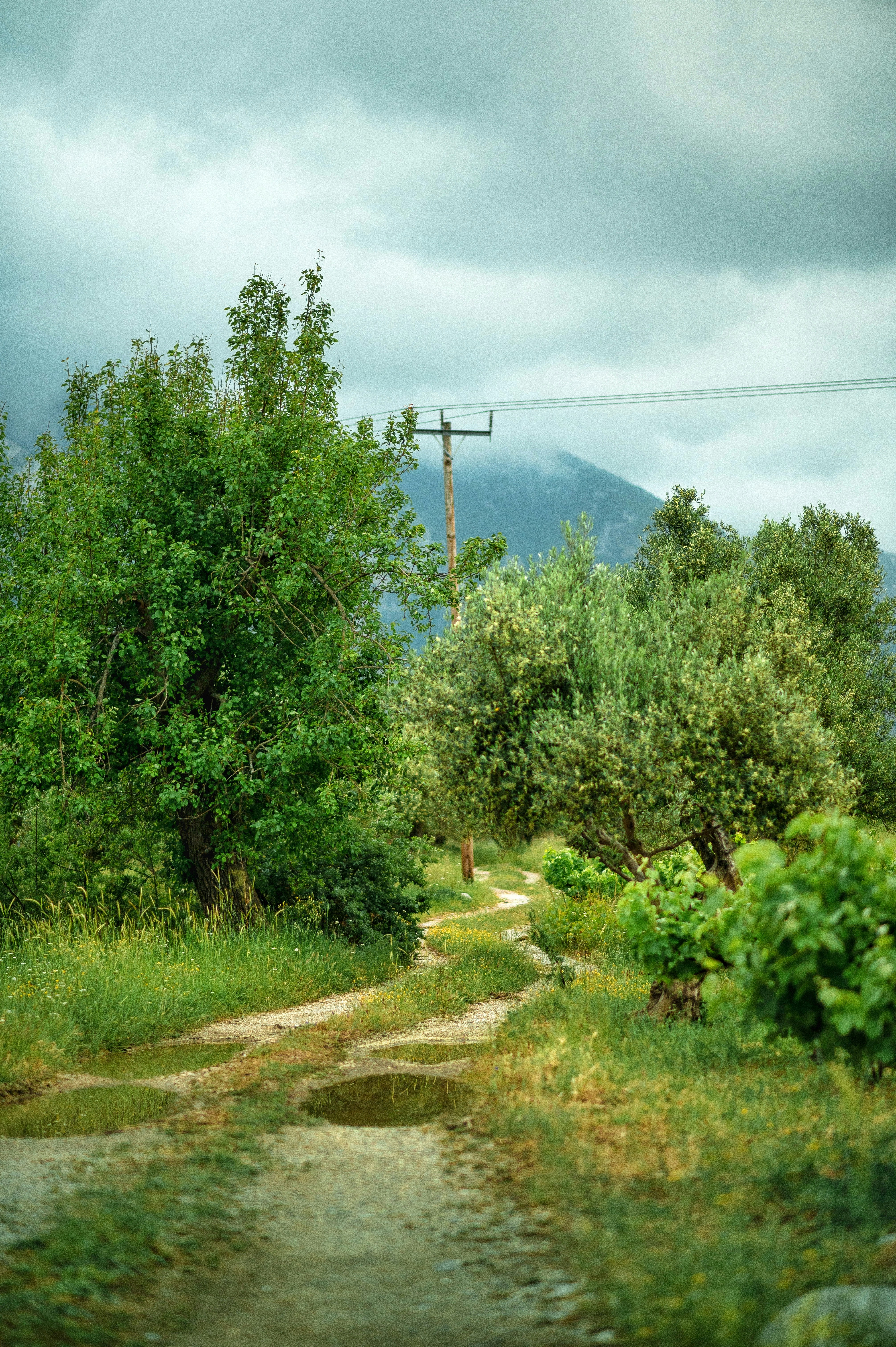 a dirt path in the middle of a lush green forest