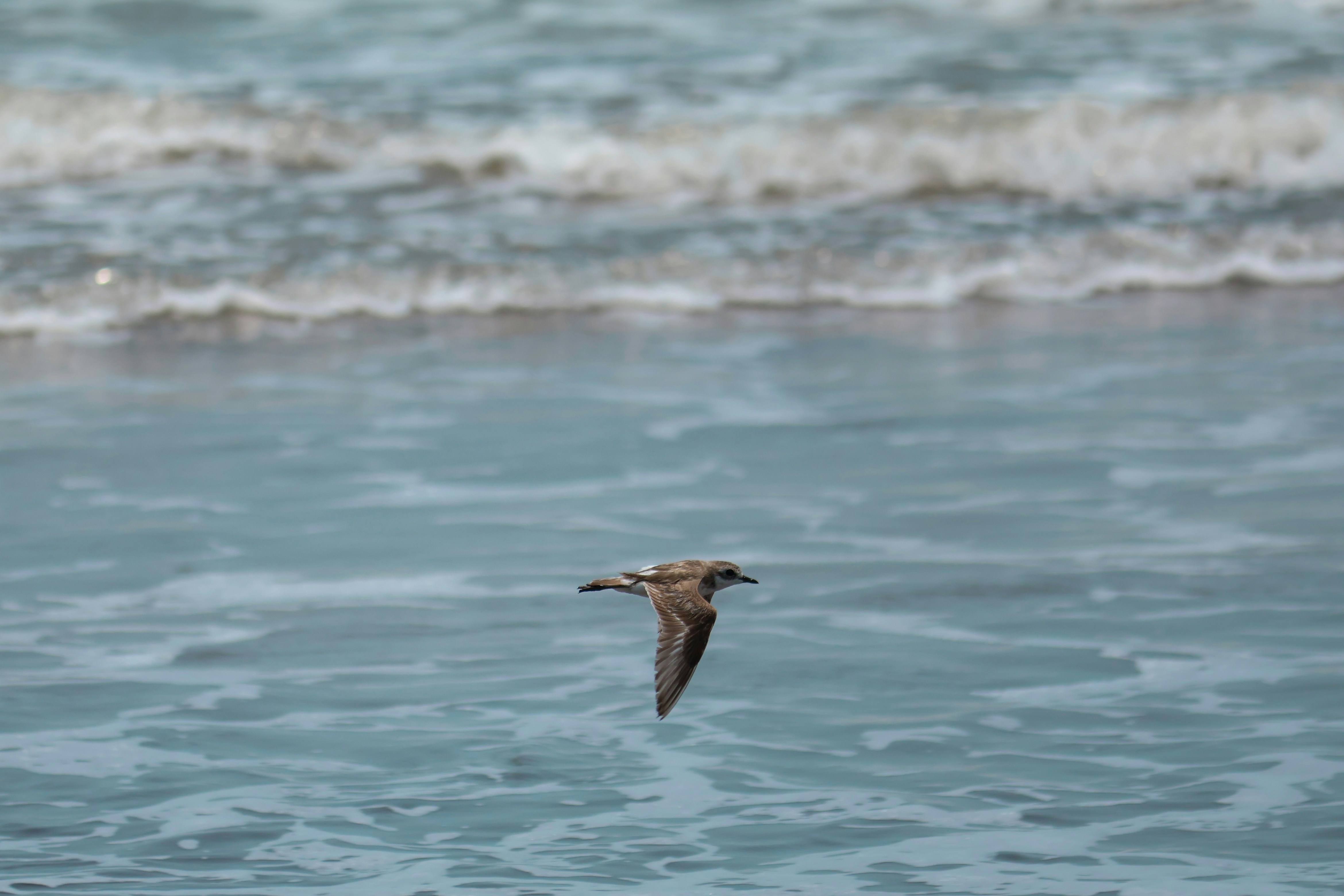 Photo by sushant_m_s