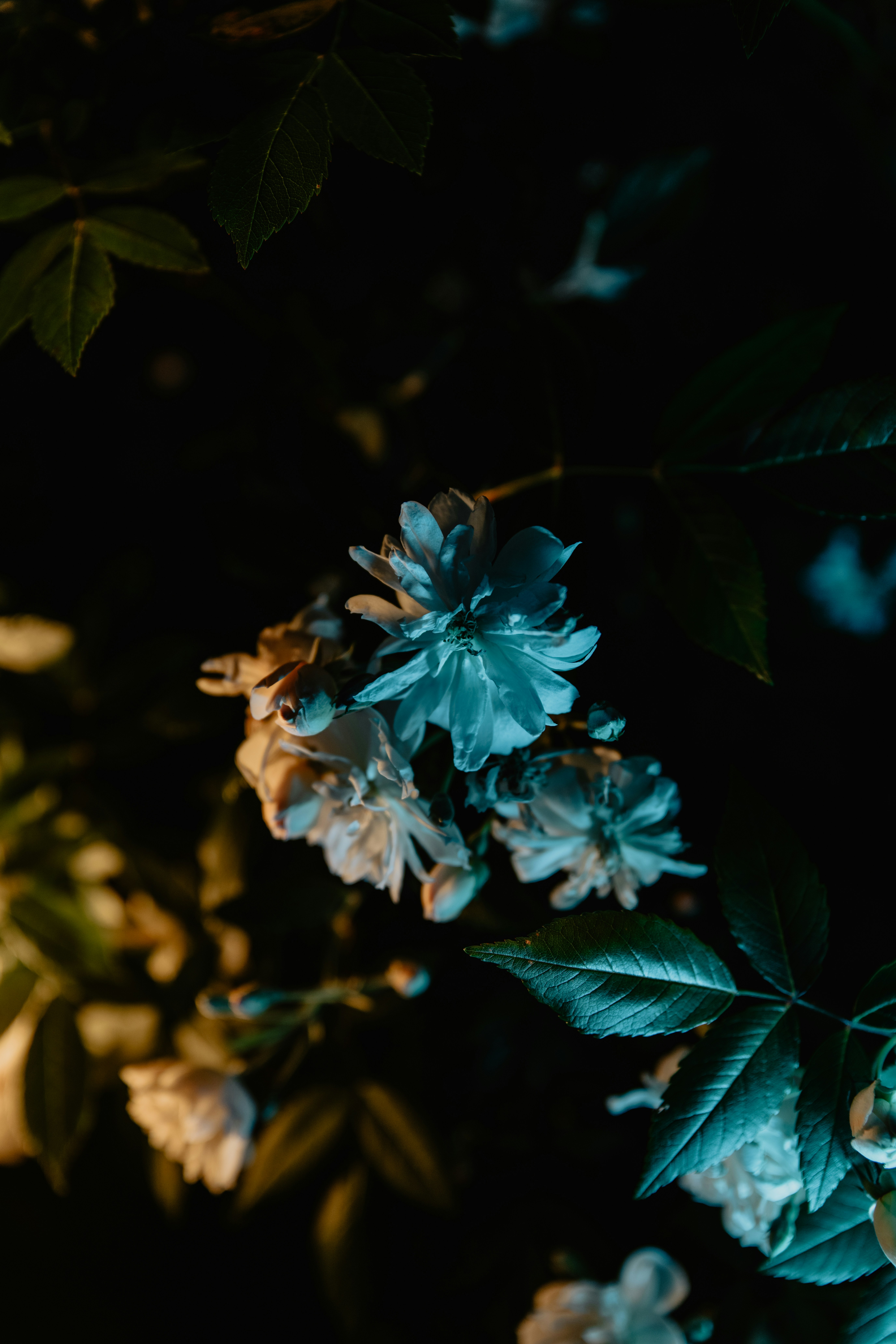 Photo by jamillatrach
