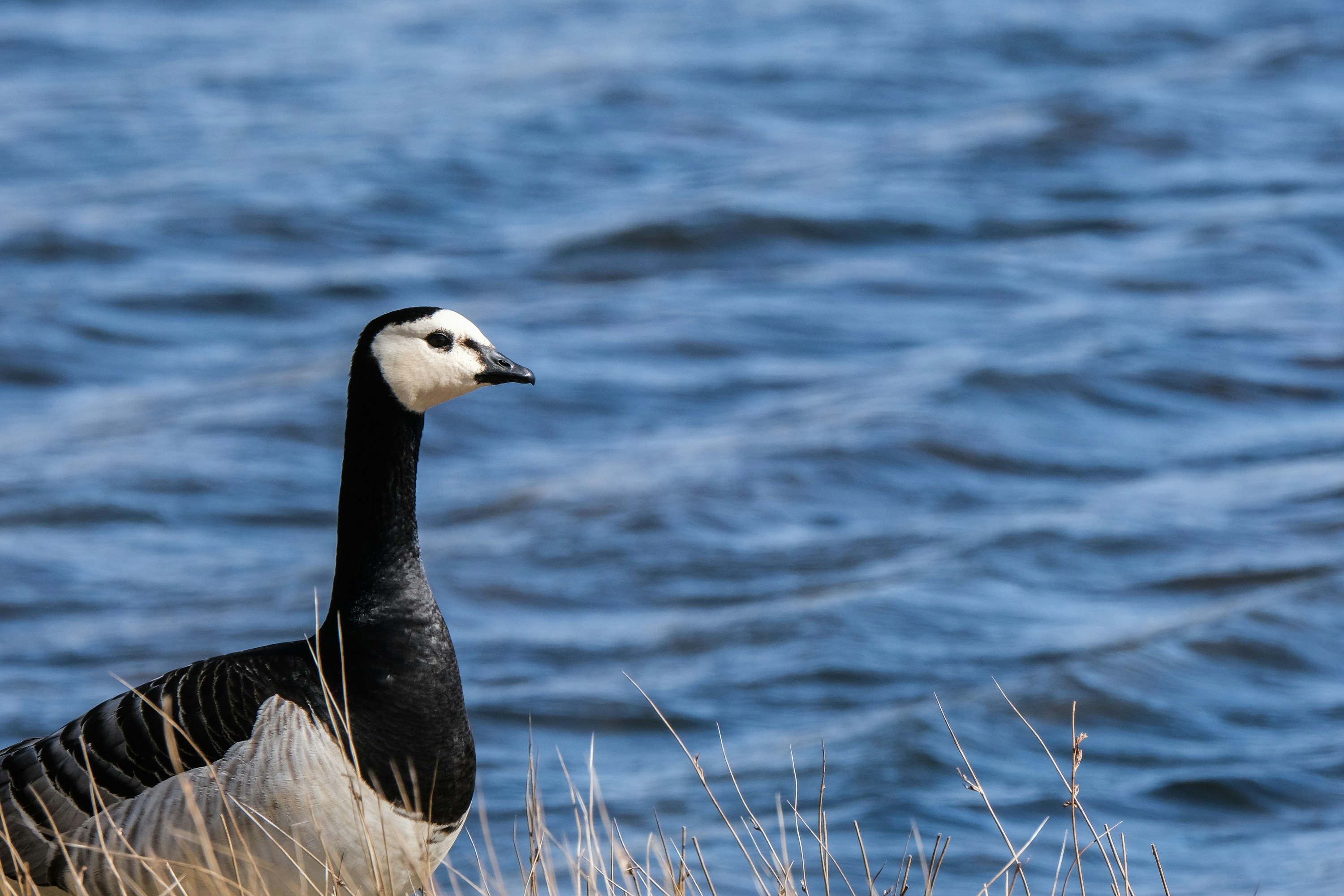 Photo by cestmoisheedy