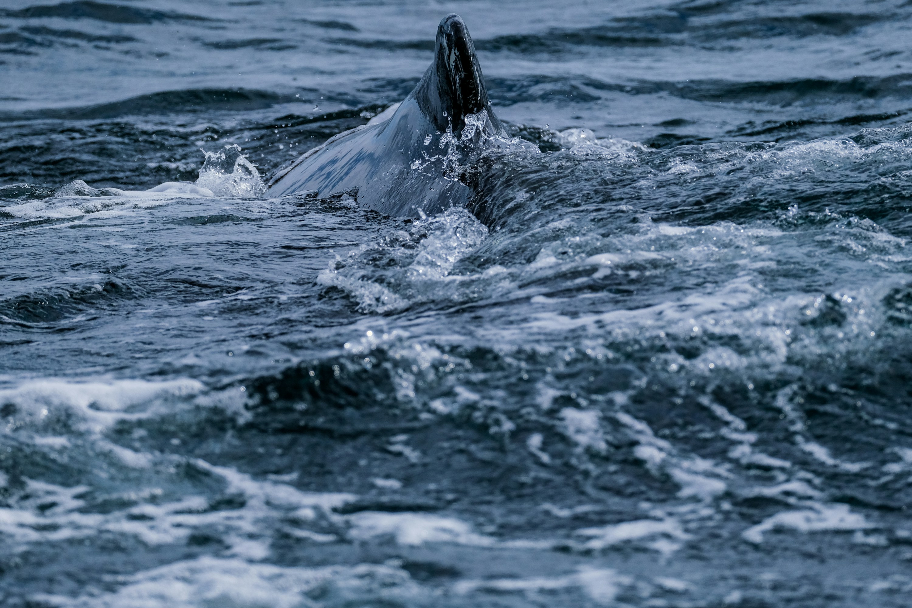 Photo by cestmoisheedy