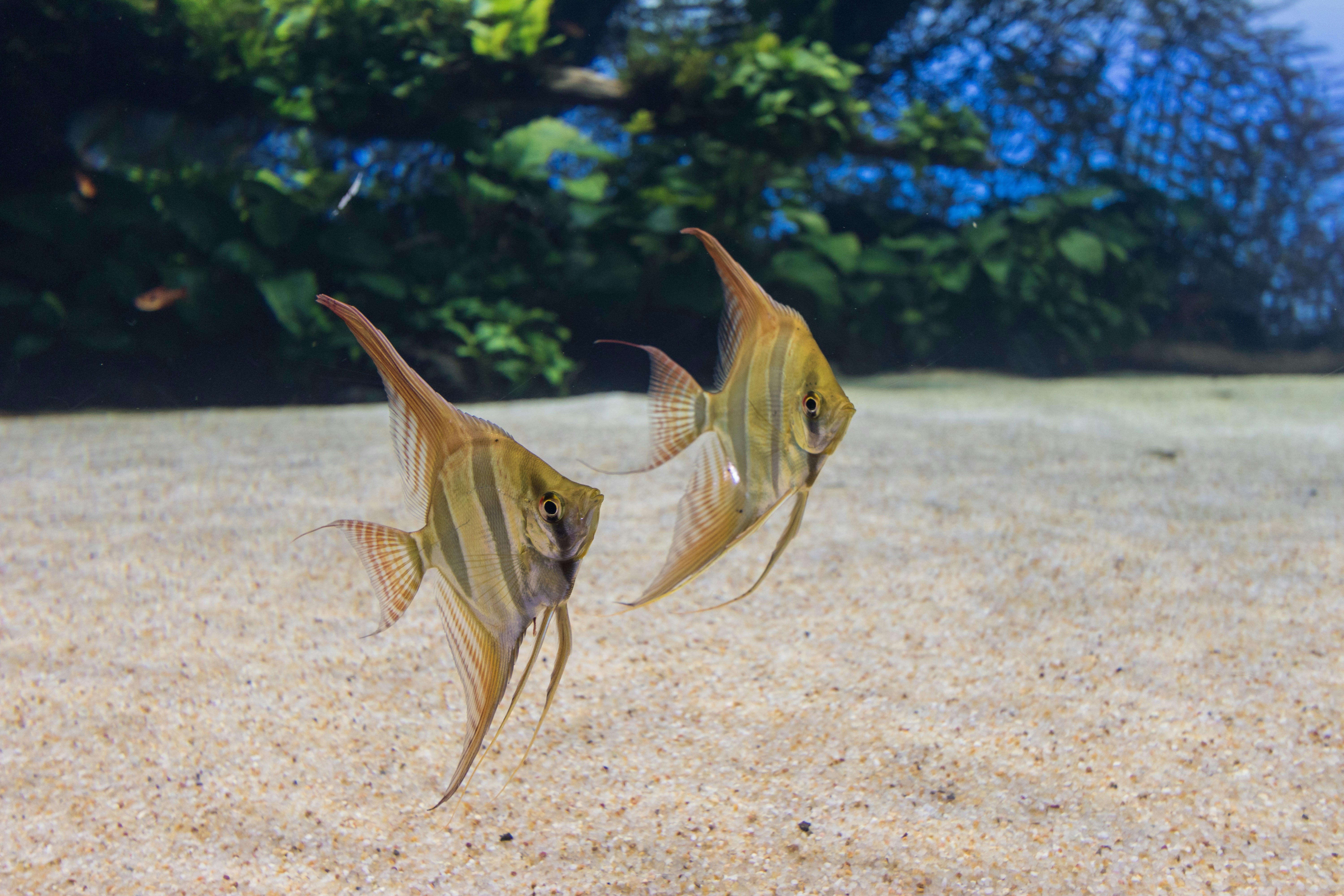 beberapa ikan yang berdiri di pasir