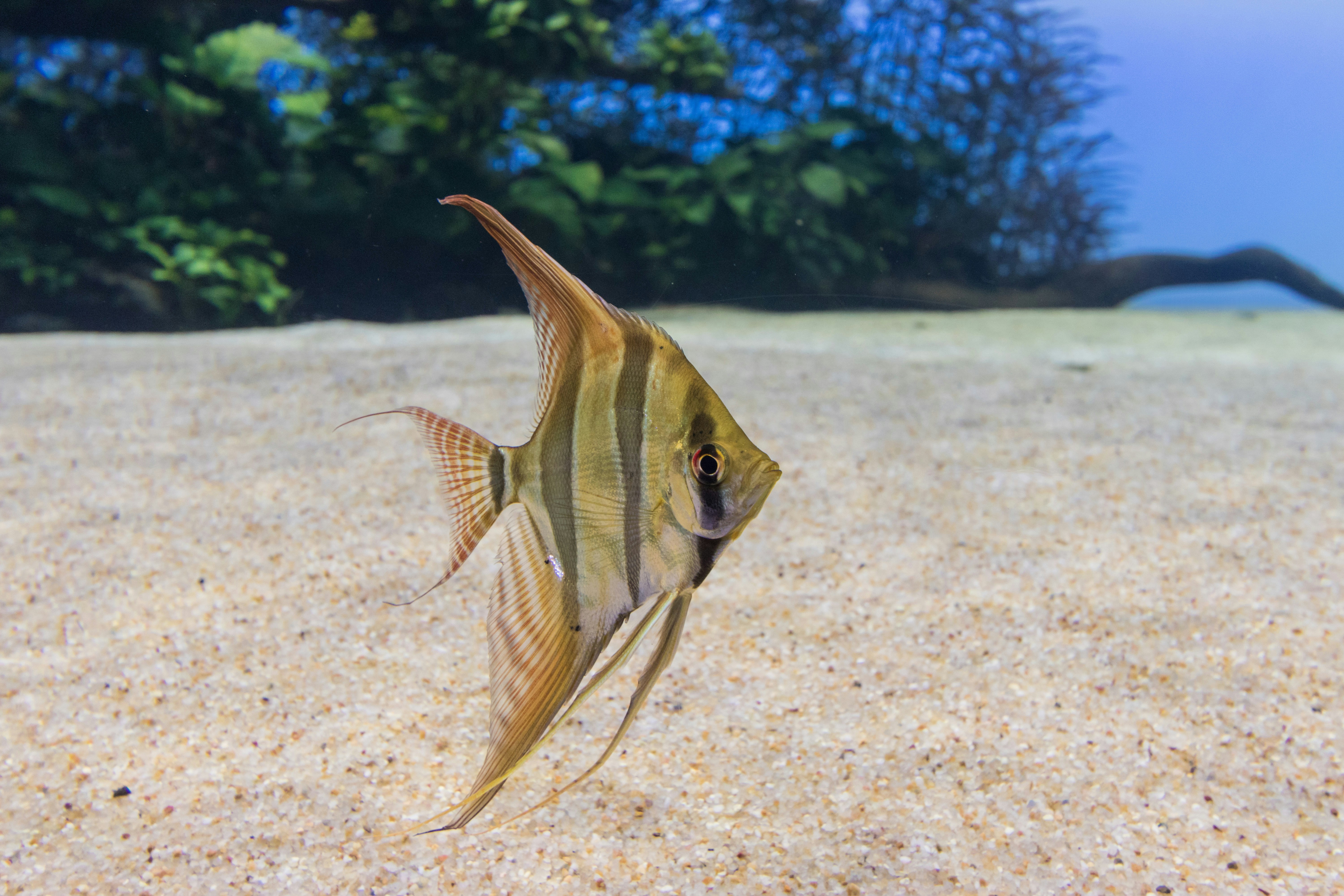 a fish that is standing in the sand